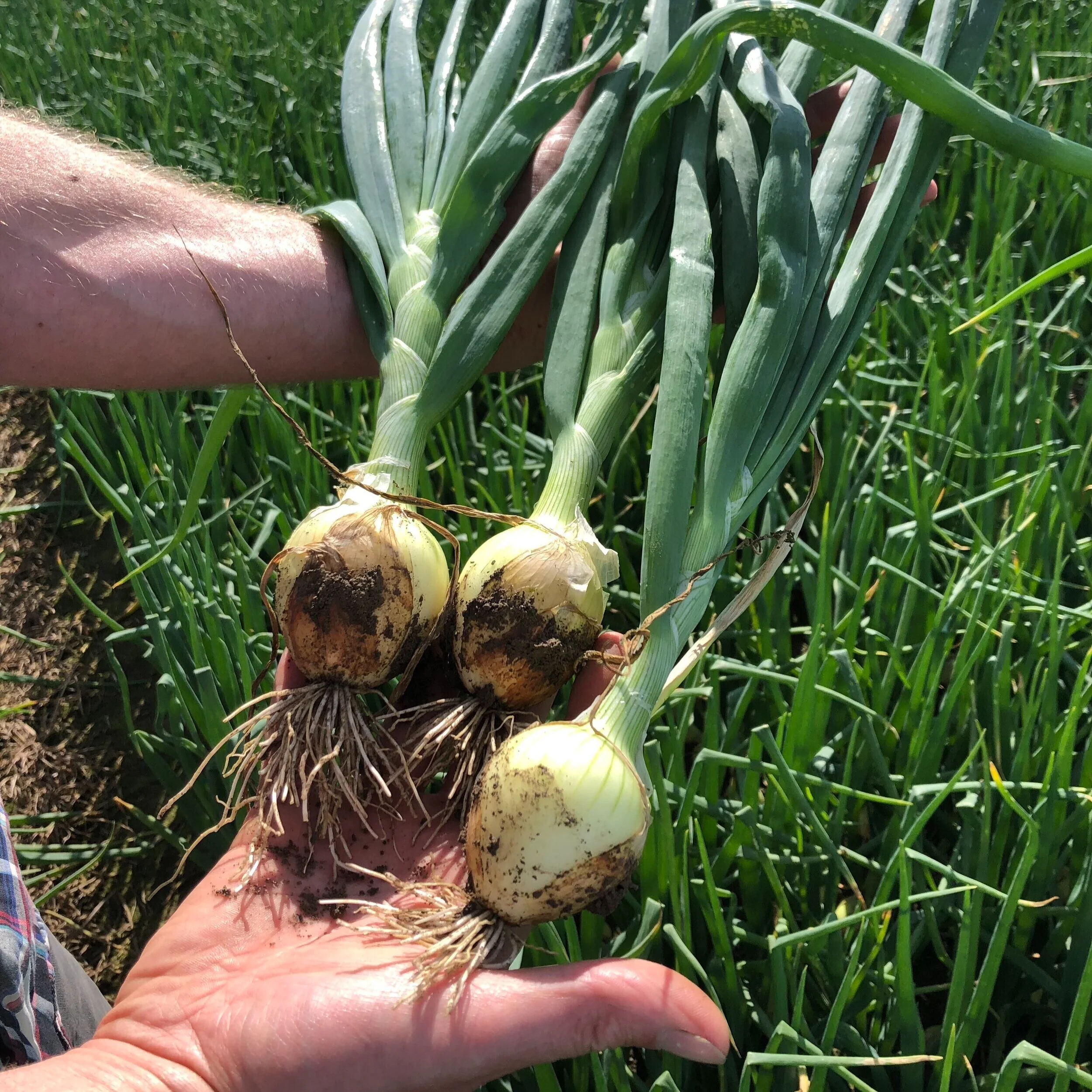 Onions in New Zealand History Pukekohe Long Keeper — New Zealand