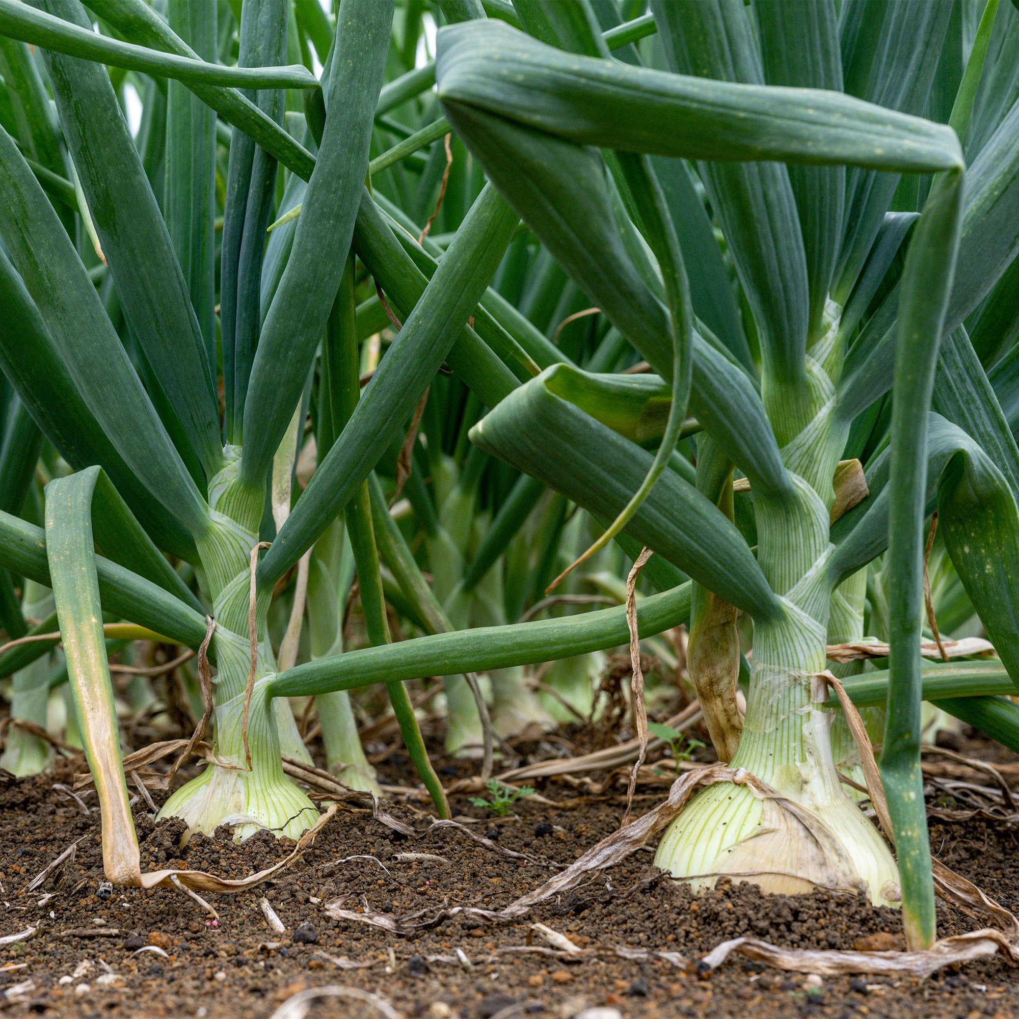 Pukekohe Onions