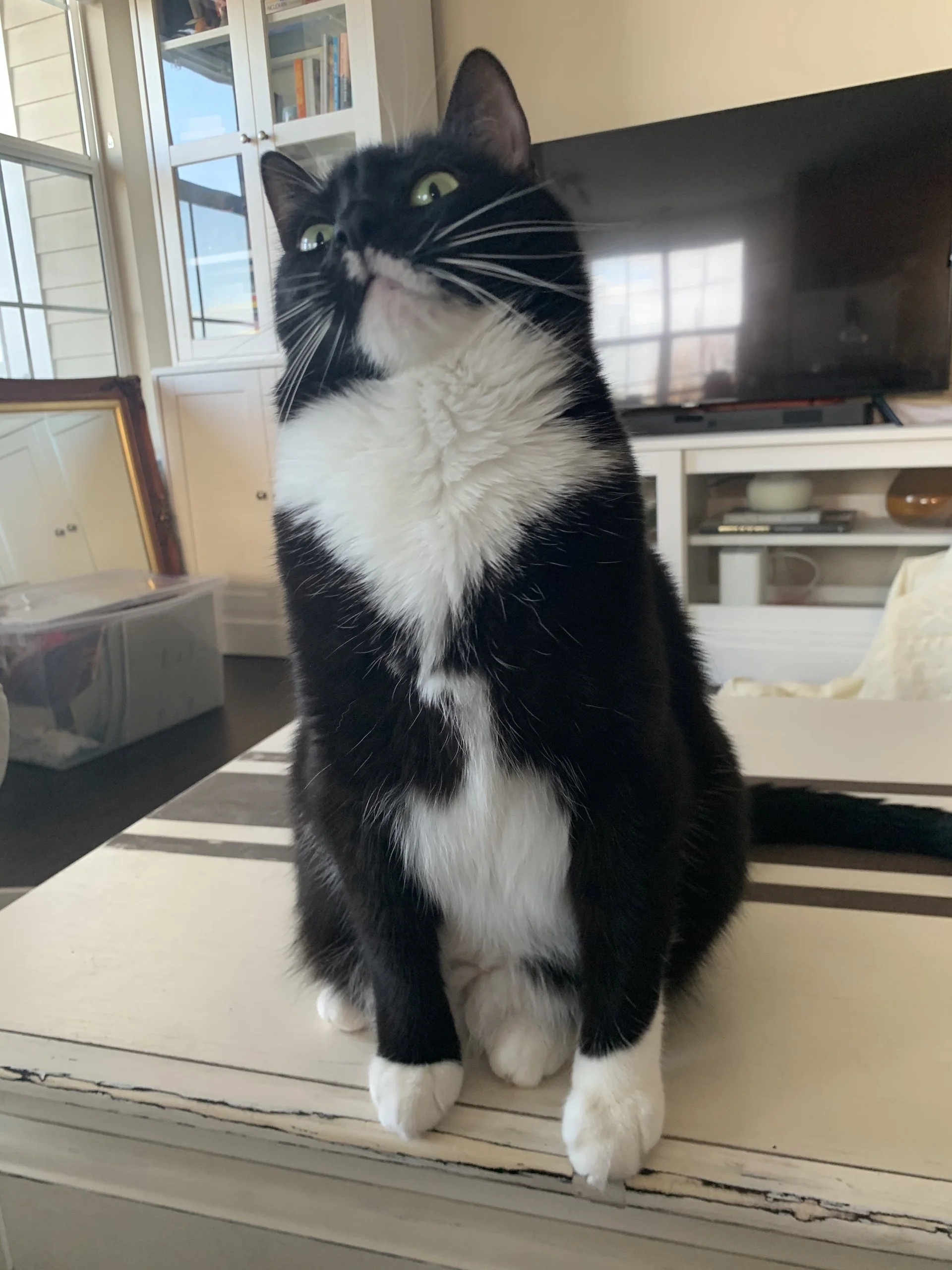 A tuxedo cat with a lightning bolt pattern on its chest sits on a coffee table.