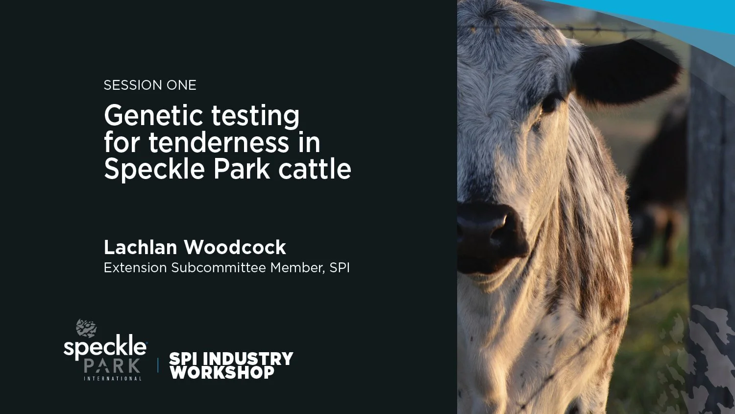 Genetic testing for tenderness in Speckle Park cattle