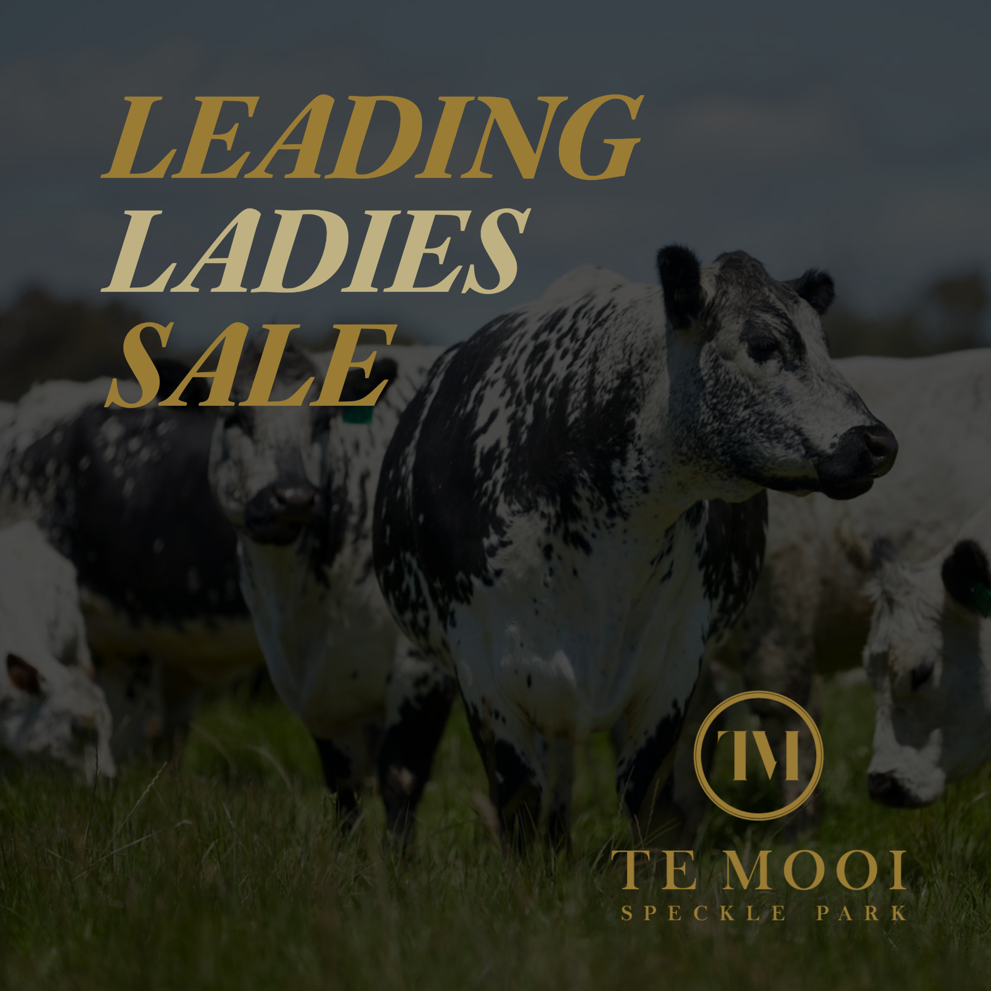 Te Mooi Leading Ladies Sale