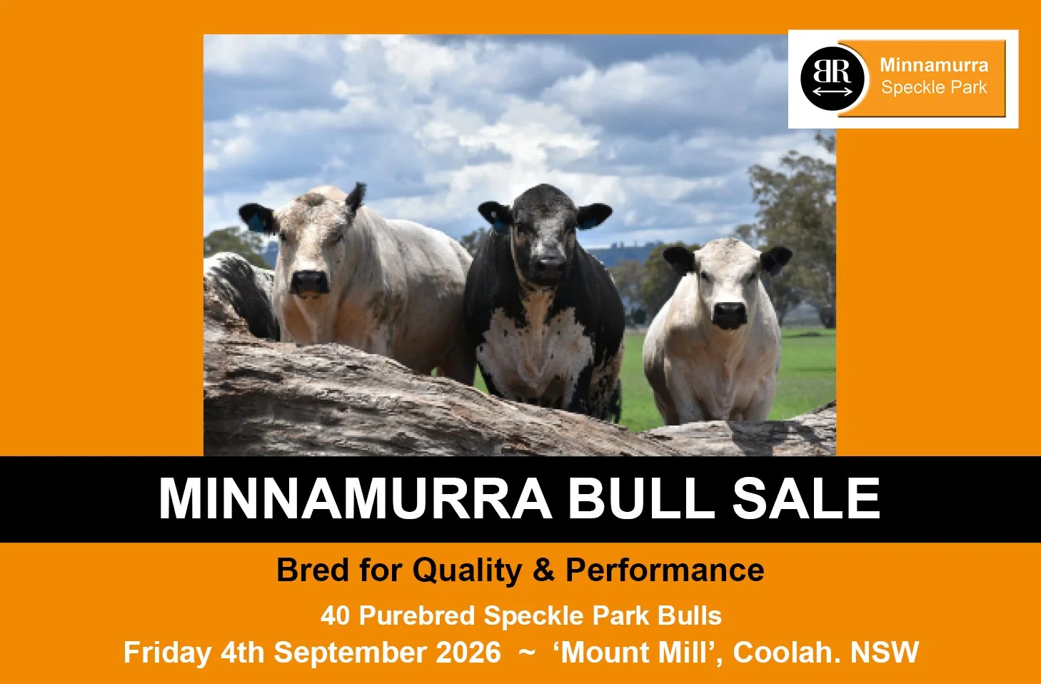Minnamurra Bull Sale