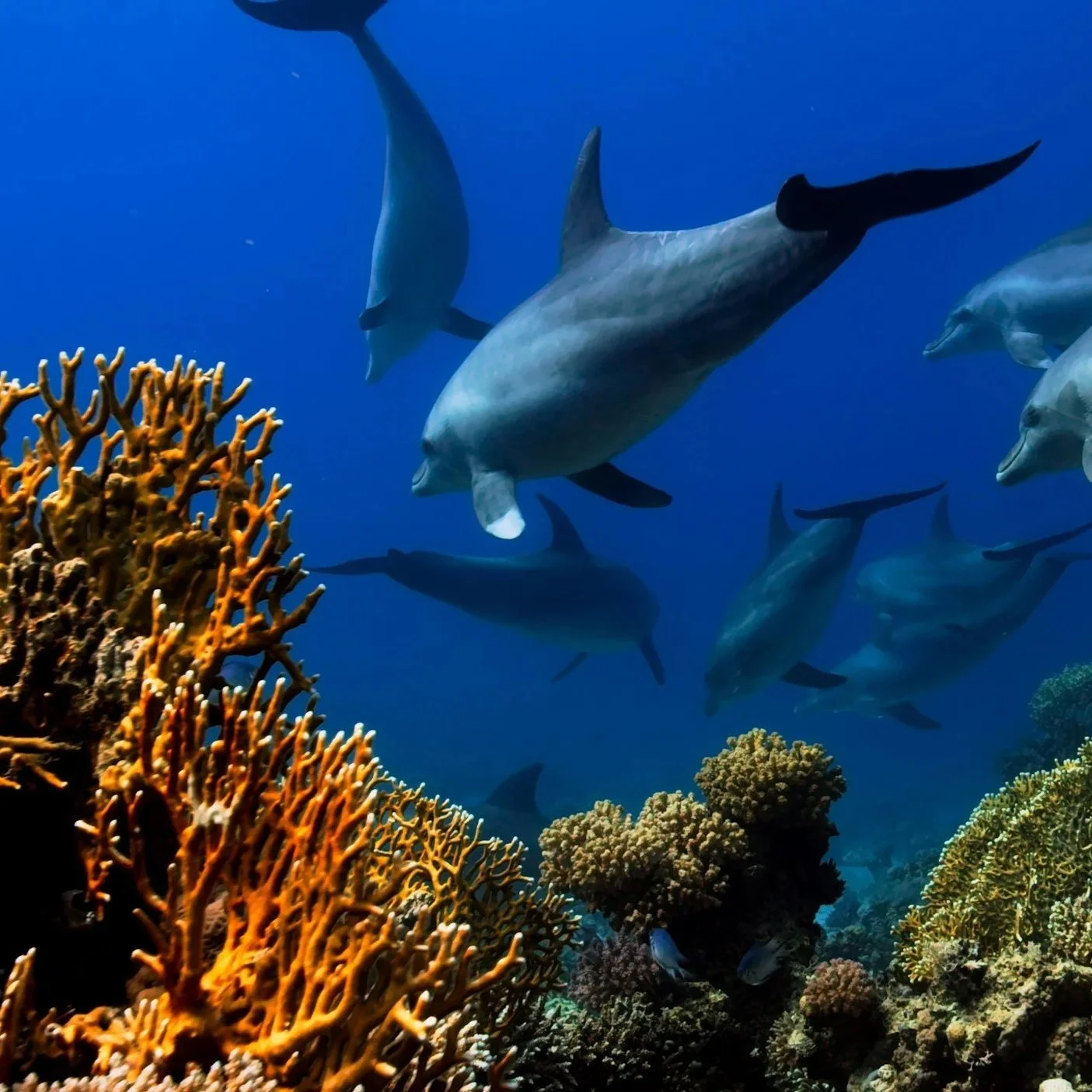 Animal Communications Class: Ocean Environments