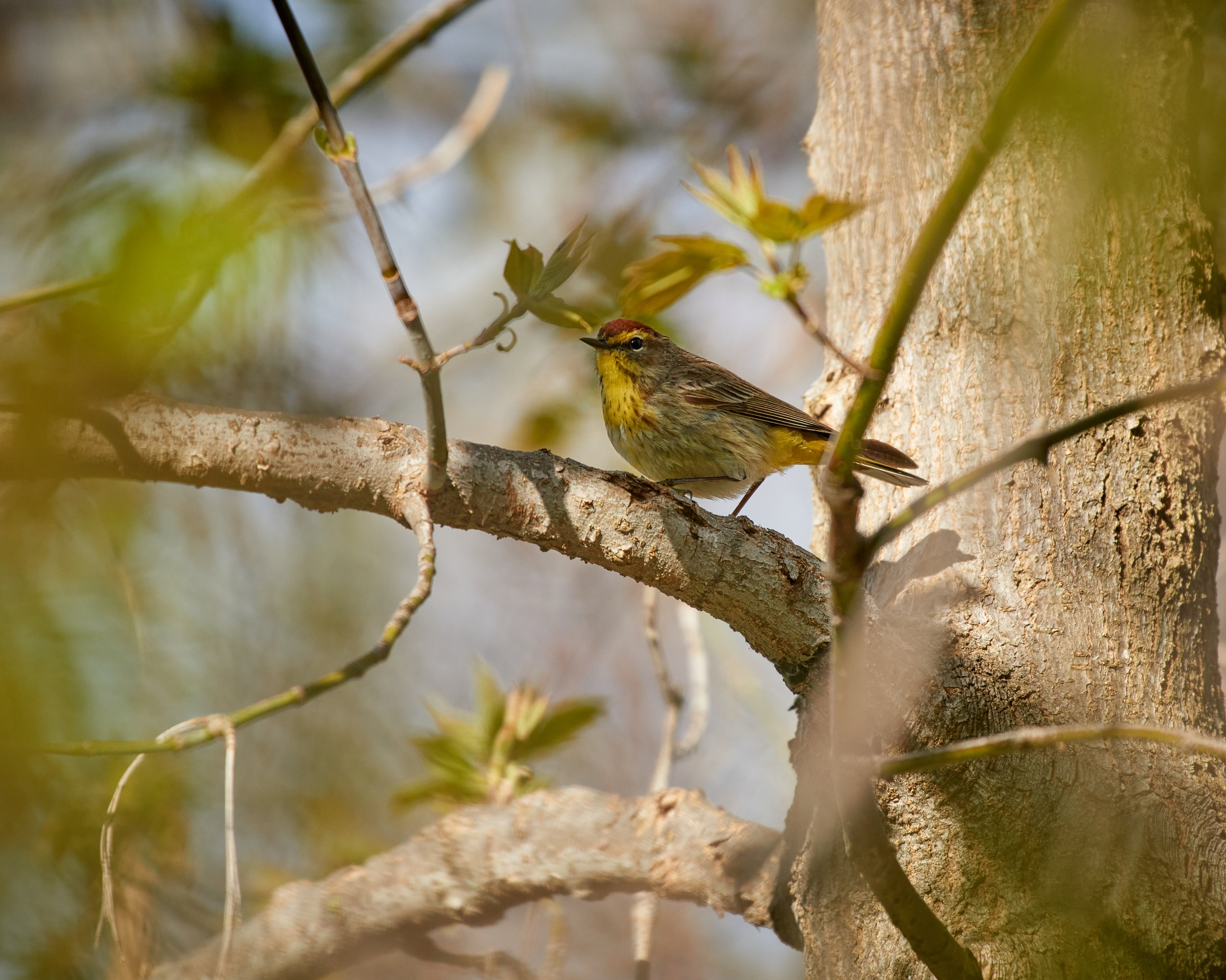 Palm Warbler