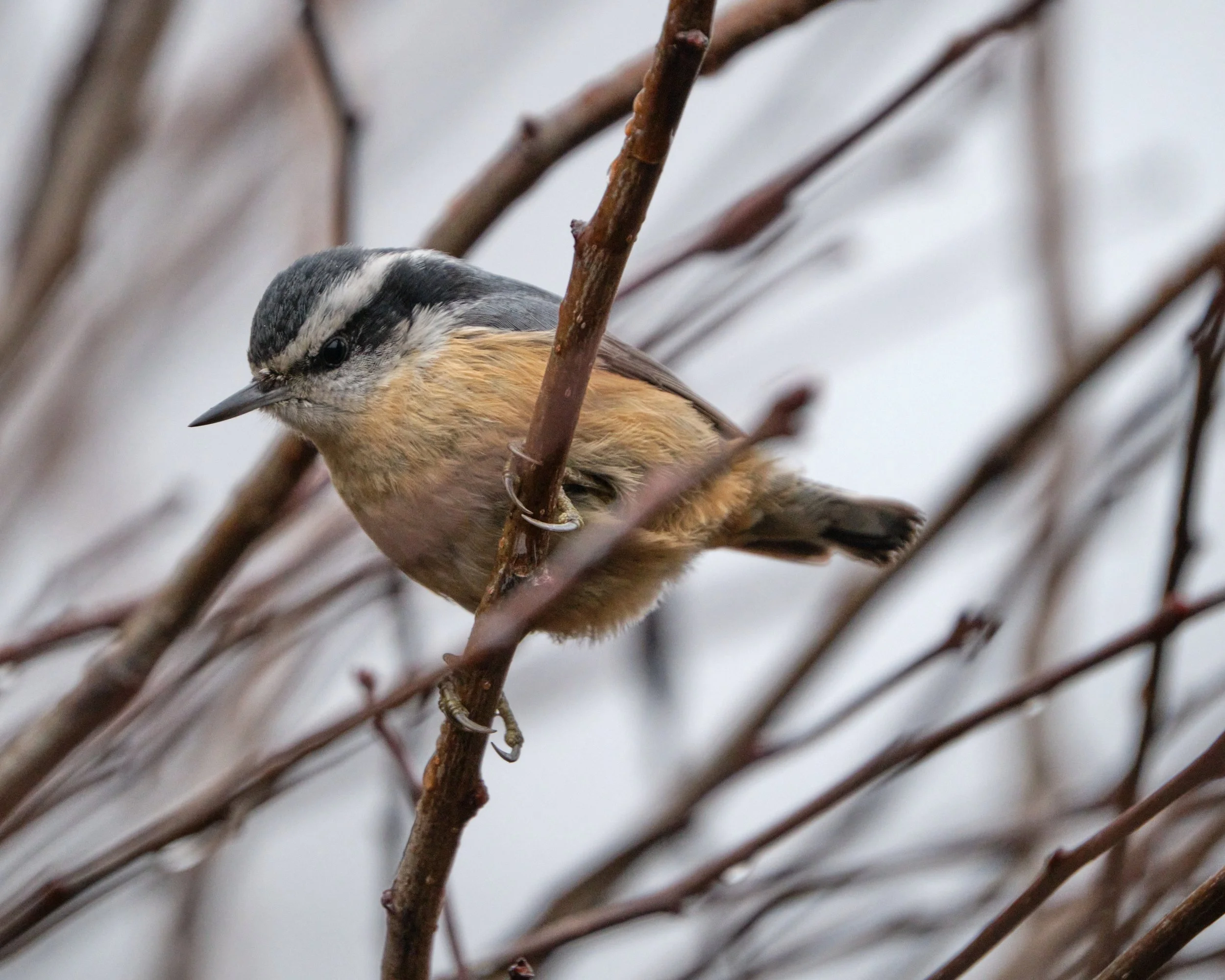 Red-breasted Nuthatch