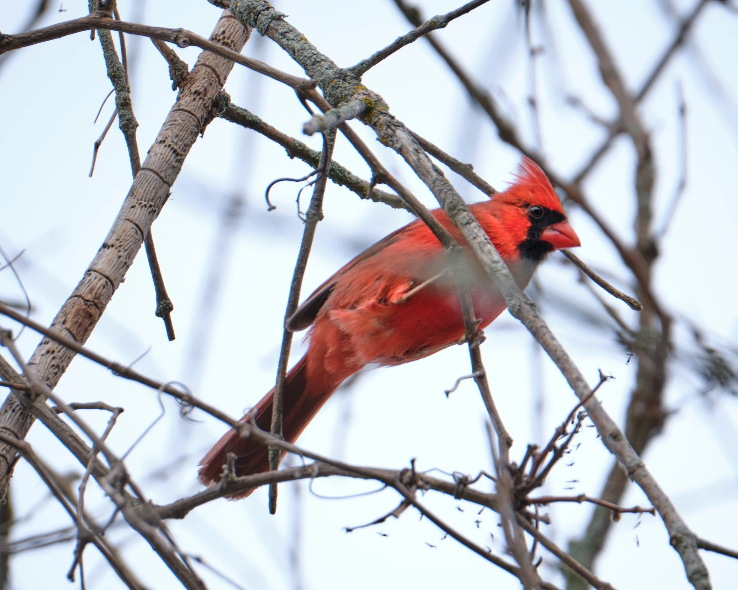 Northern Cardinal