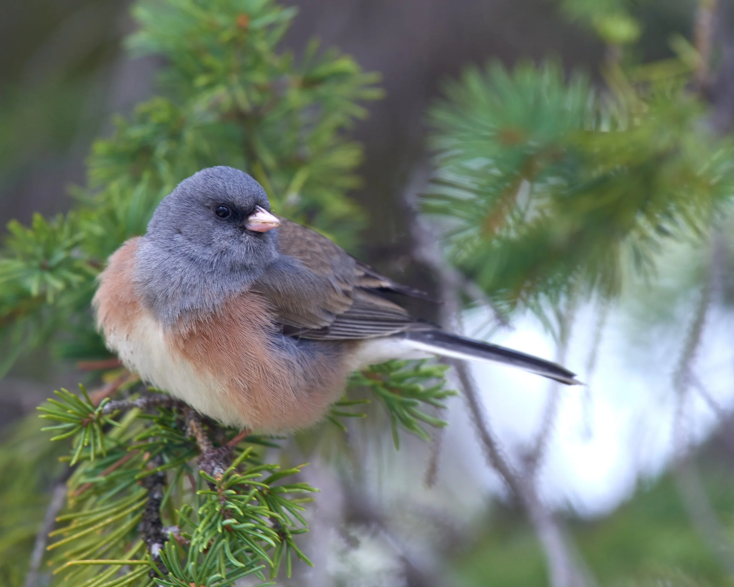 Dark-eyed Junco