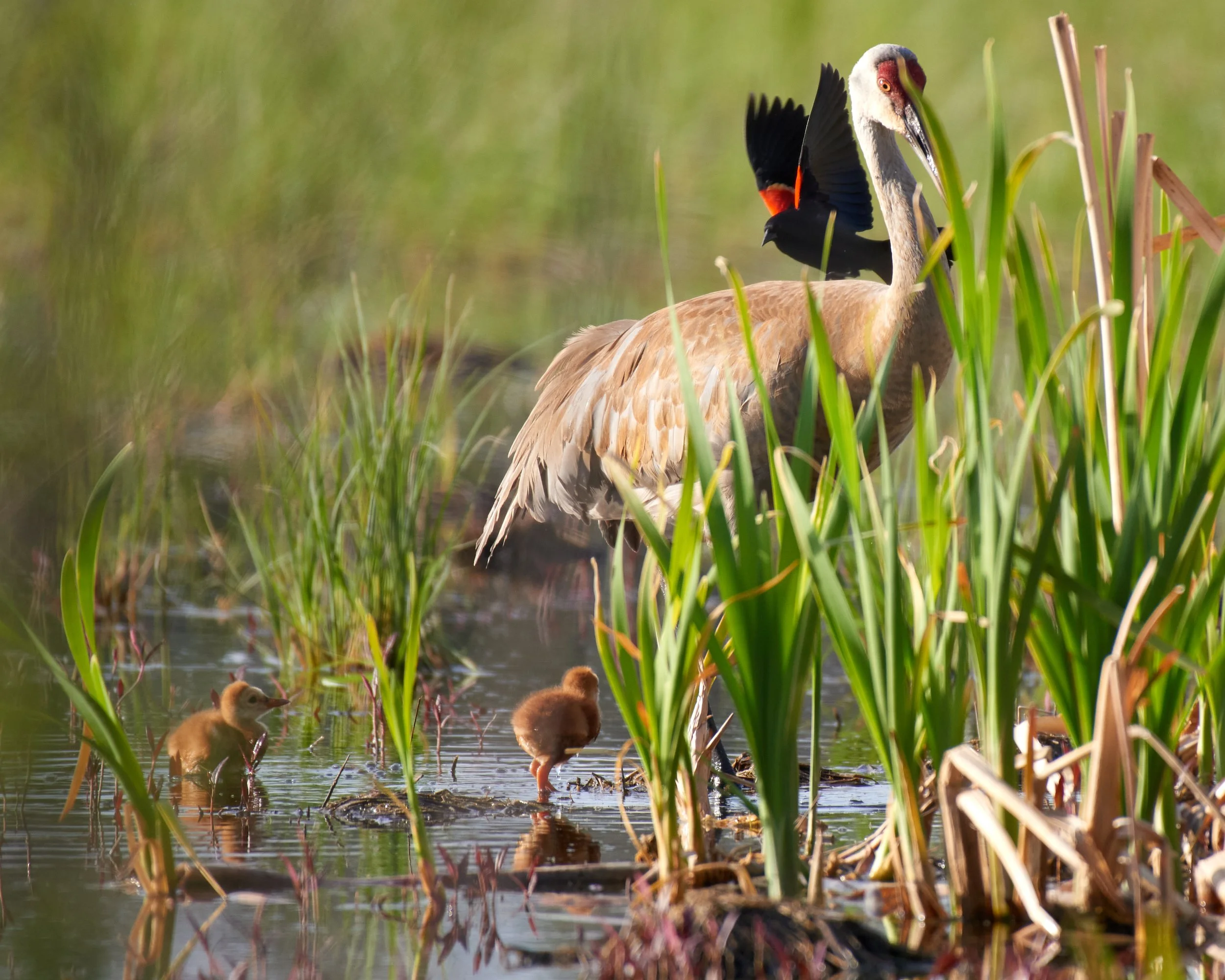 Sandhill Crane