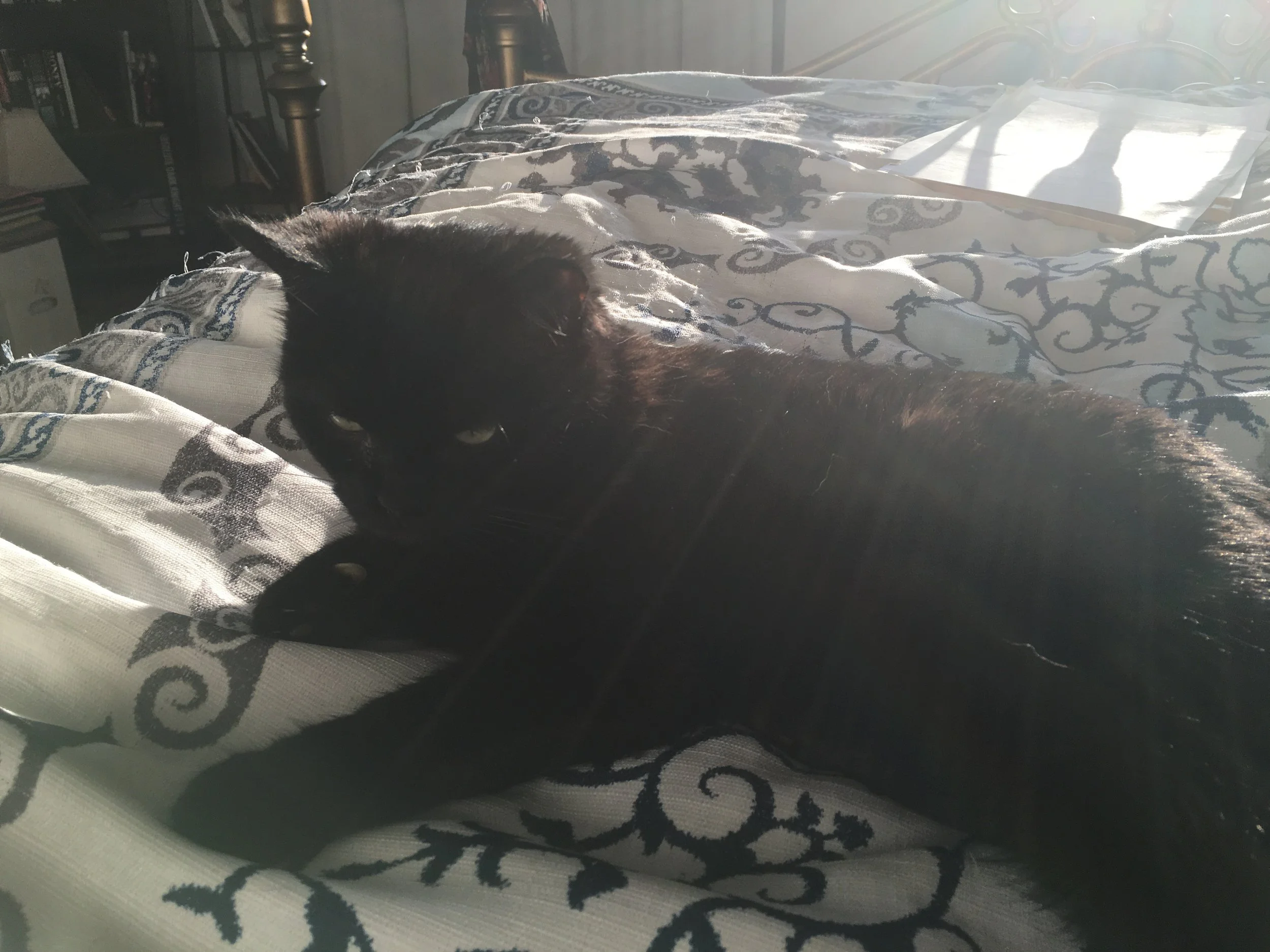 IMG_1537.jpeg