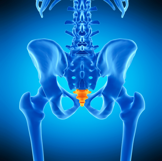 The Tailbone: A Real Pain in the Butt!