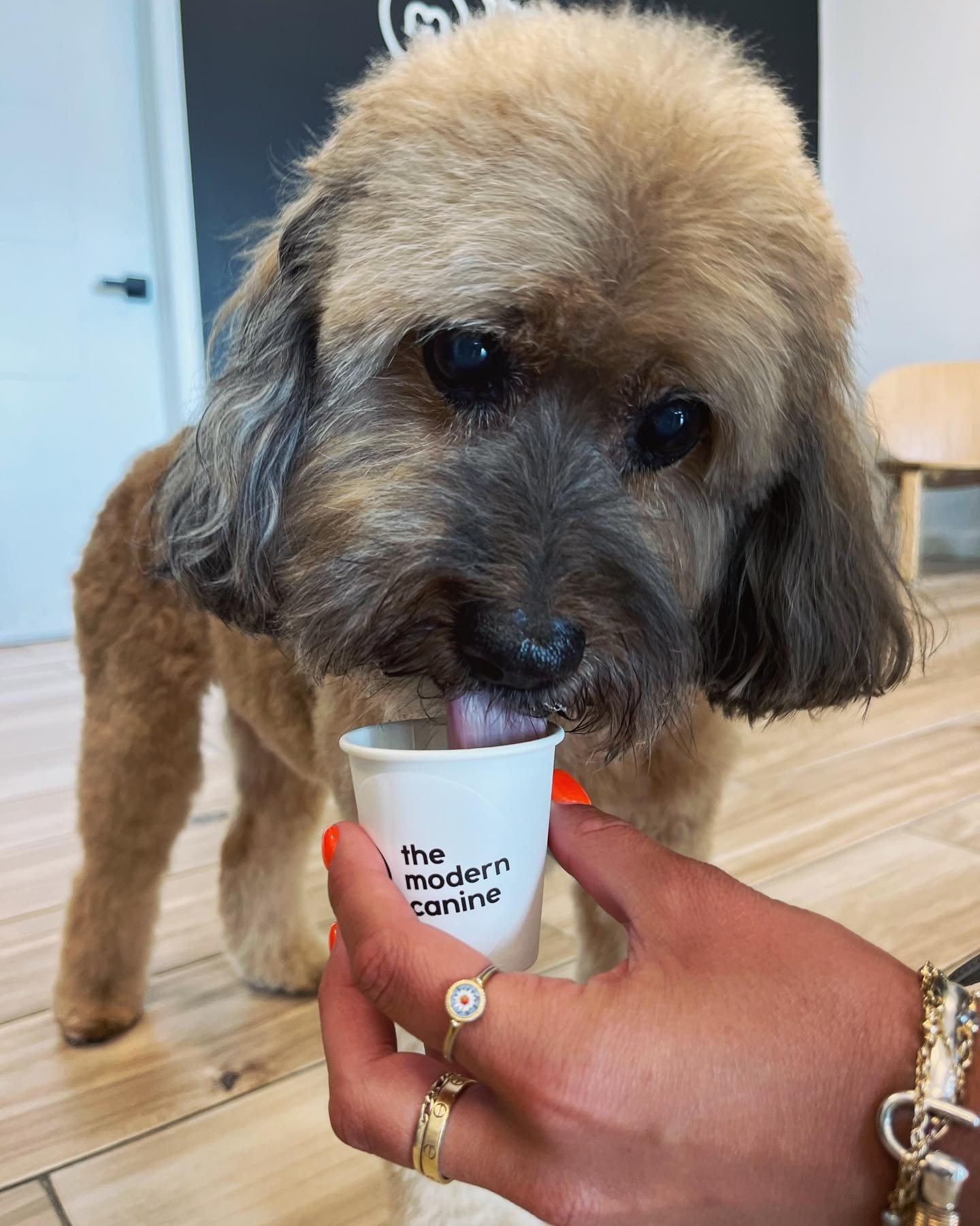 FREE Pup Cups!