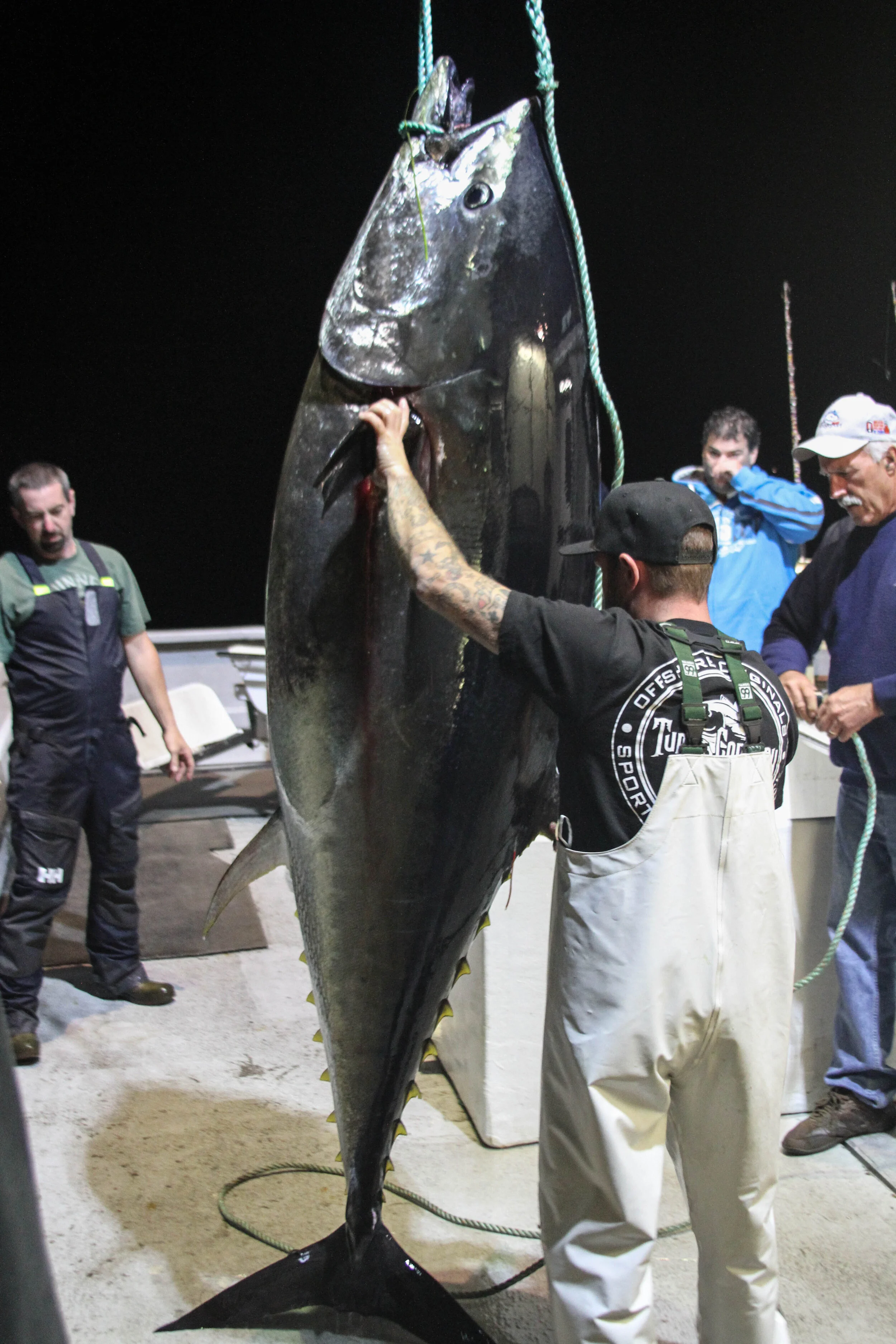 Identifying Bluefin Vs Yellowfin Tuna New Sport Fishing