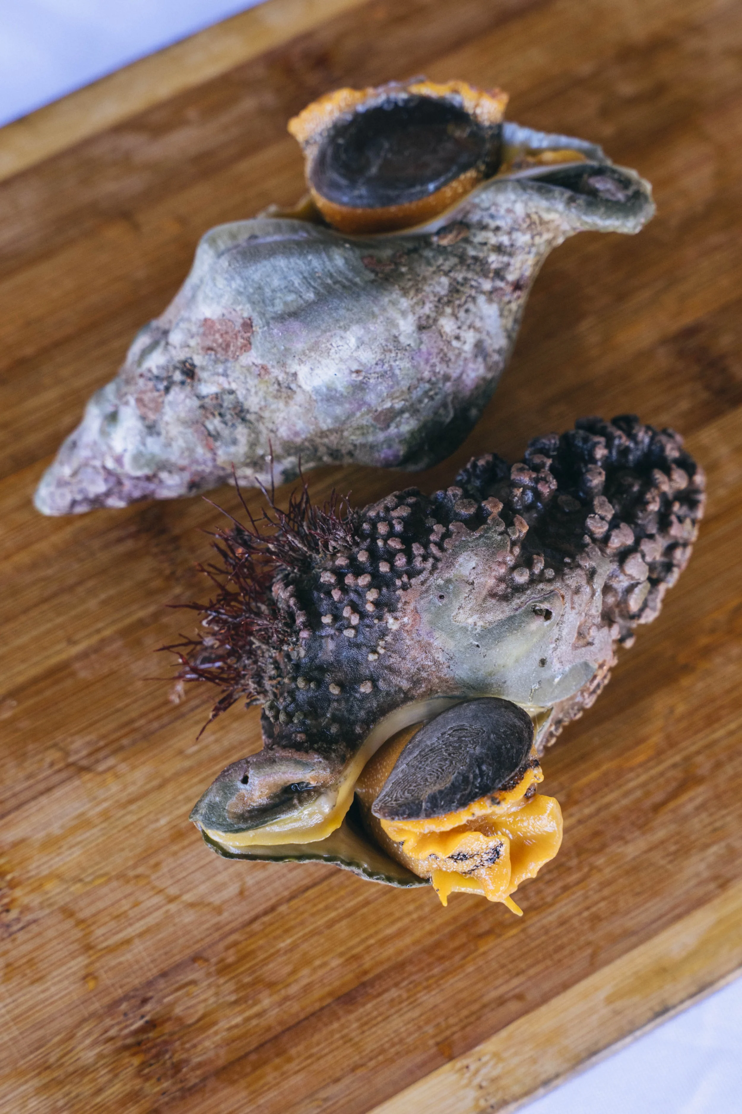 Kellet’s Whelk Scungilli Salad — Fishful Future