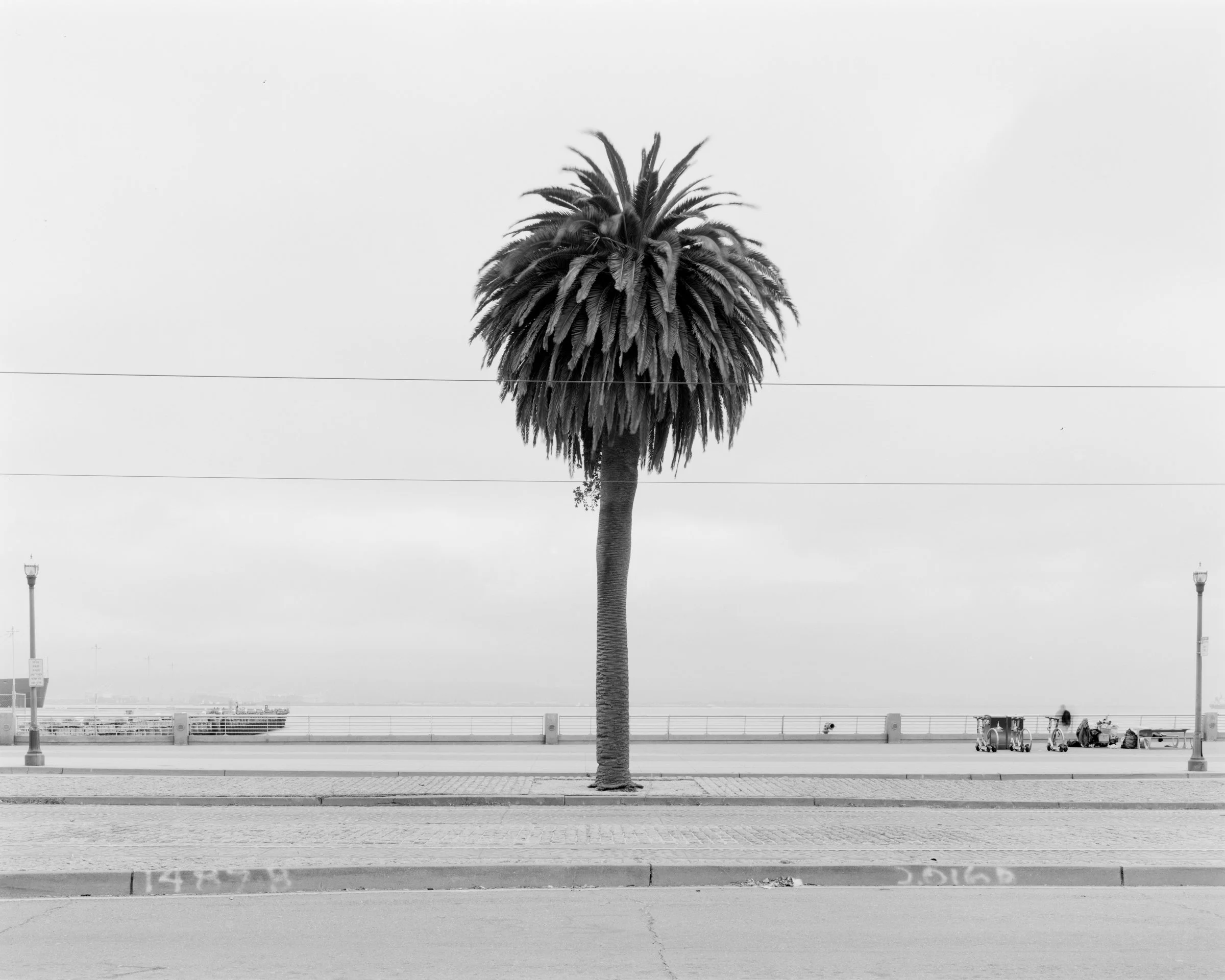 SF_Witness_Trees_125.jpg