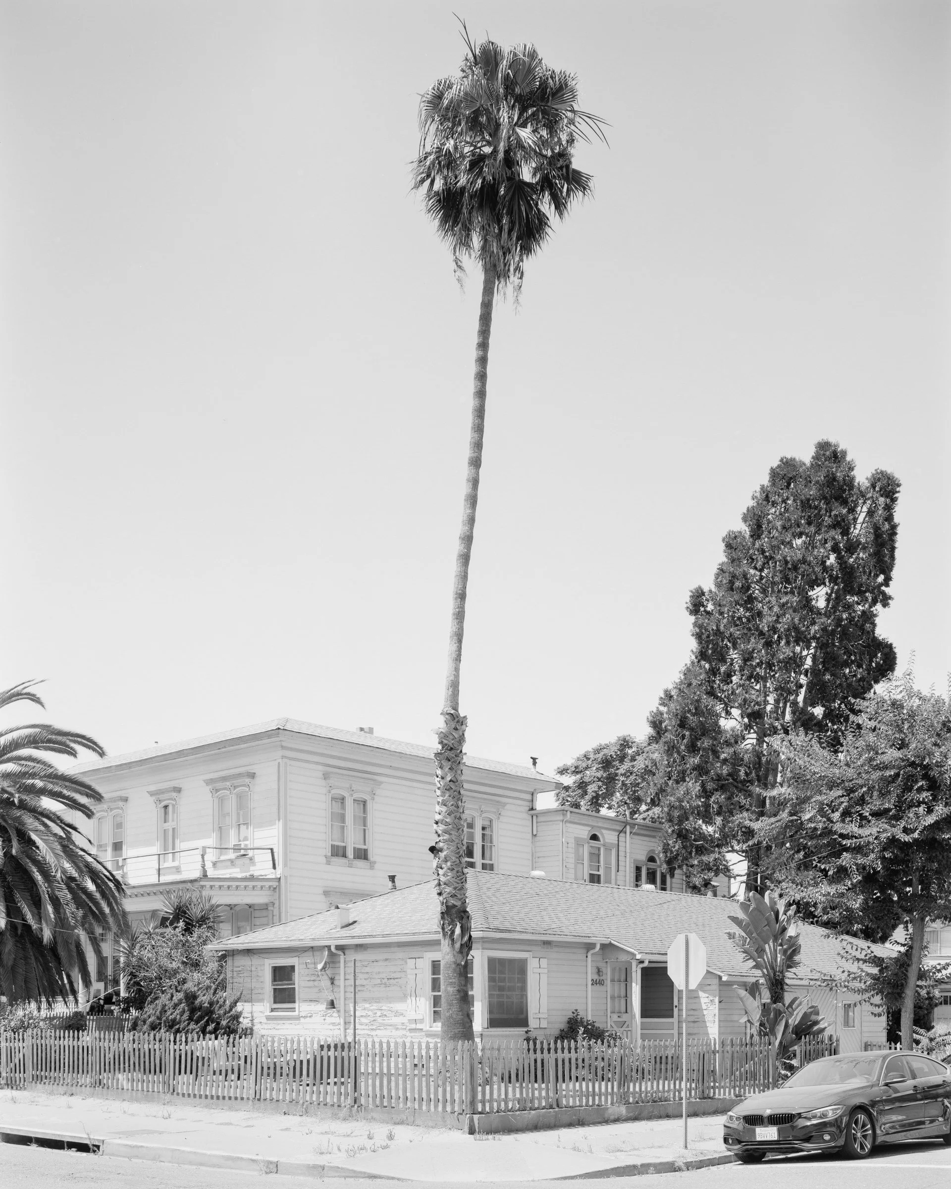 Alameda_Witness Trees_2024-209.jpg