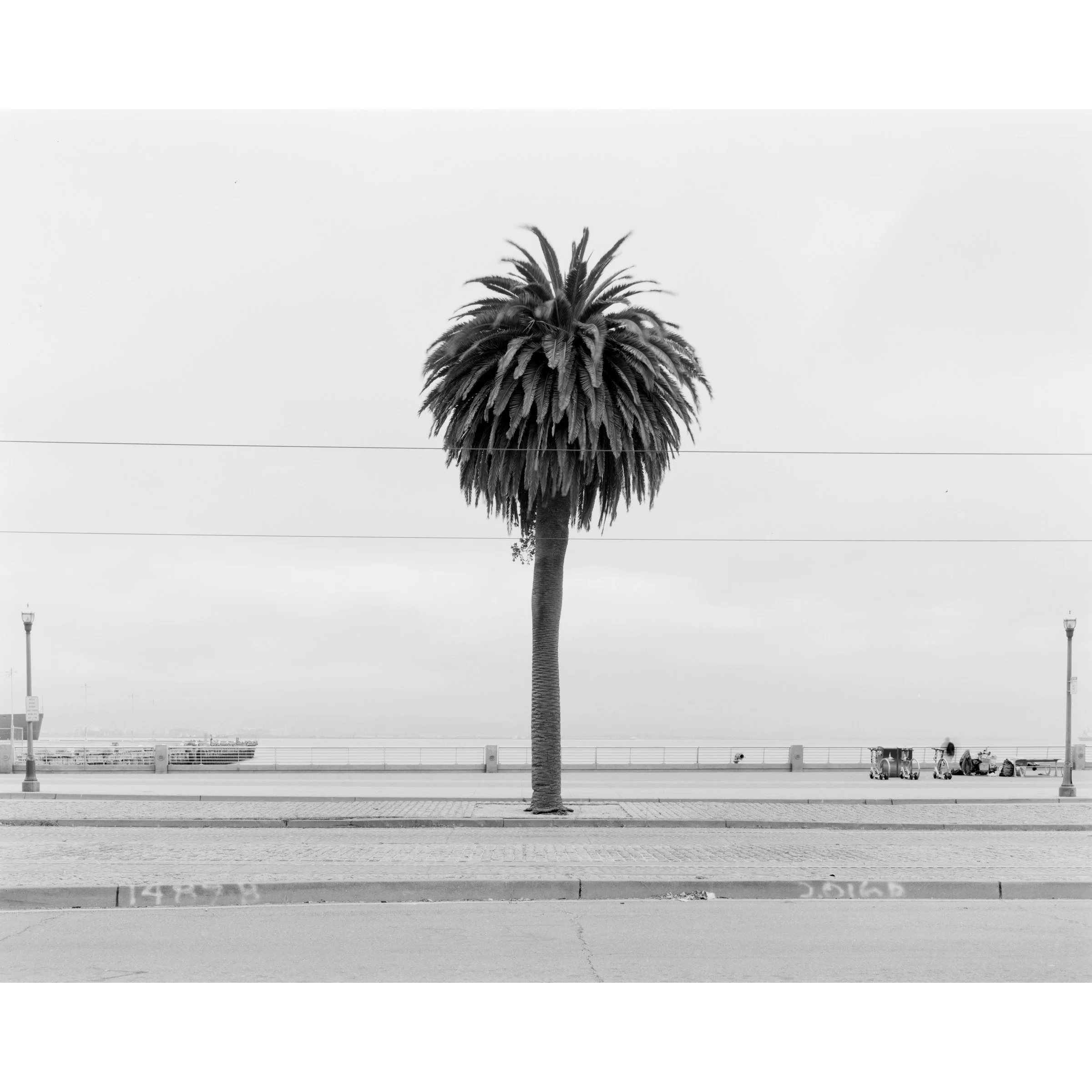 Witness Trees