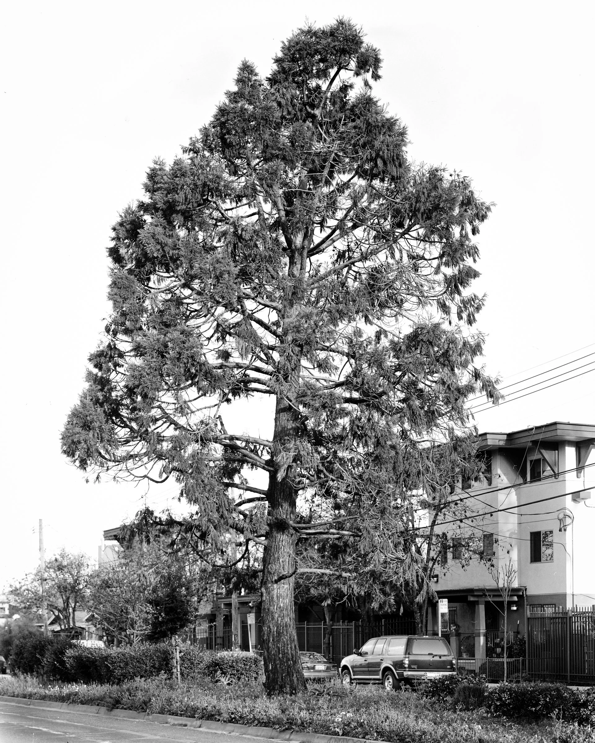 OAK053.jpg