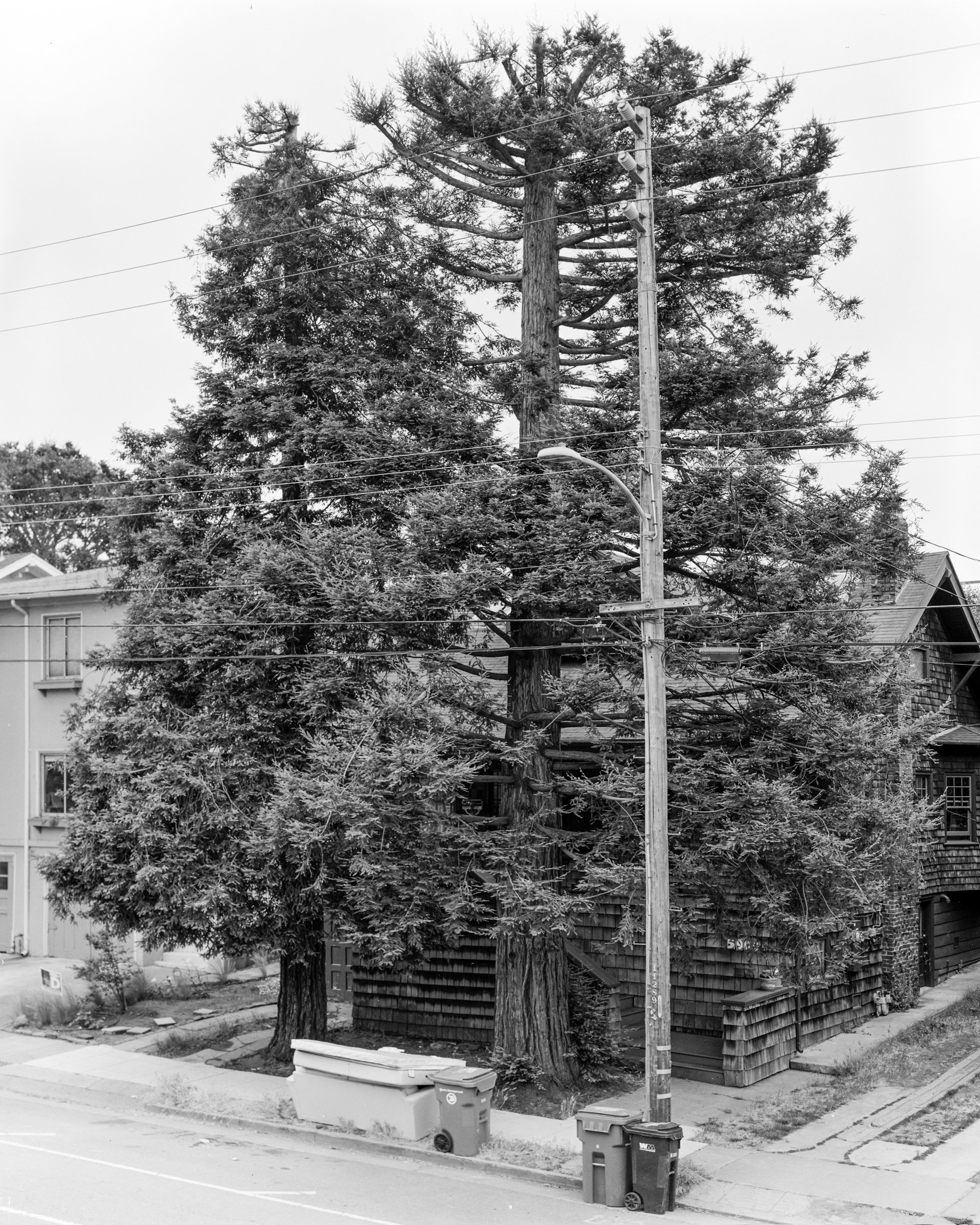 OAK080.jpg