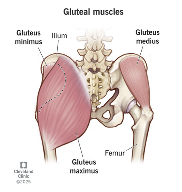Hip Health The Pelvis in the Spotlight as it is the FOUNDATION of your SPINE