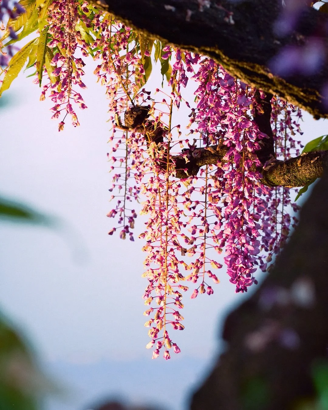 Wisteria in bloom

藤盛り
|
|
|
#photography #写真撮影 #flowerphotography #花写真