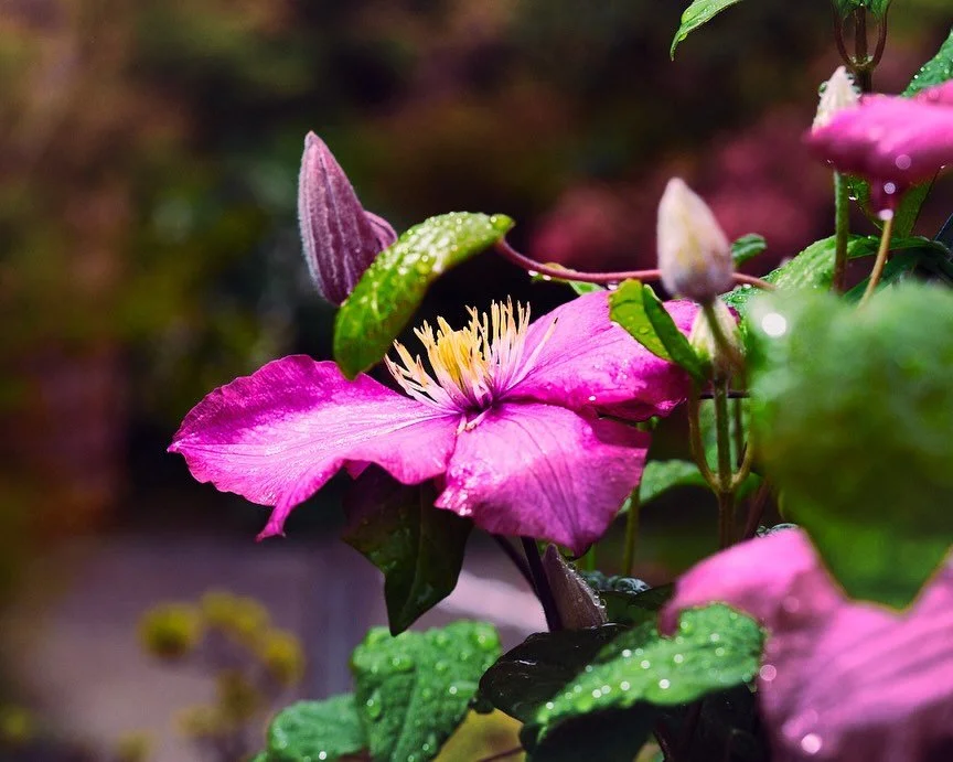 Pink

ピンク色
|
|
|
#photography #写真撮影 #flowers #花