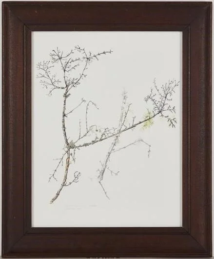 16.
Coprosma quadrifida.
Native Currant, Prickly currant.
Native to south eastern Australia.
Skeleton, Watercolour and graphite,
May 2020. 470mm x 570mm.
$850.