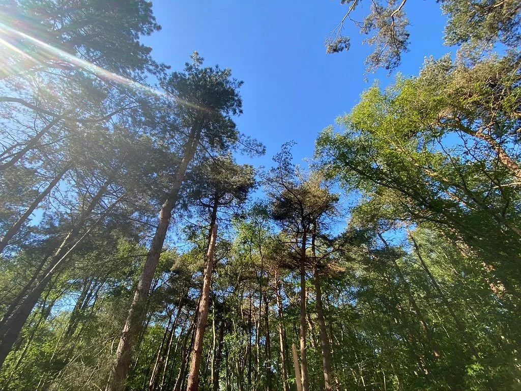 Todays weather brings back memories of a fabulous summer in the woods at Thorington Theatre…! Look at those blue skies!!
#thoringtontheatre #thoringtontheatreinthewoods #thoringtontheatre2025season #blueskies #outdoortheatre #suffolktheatre