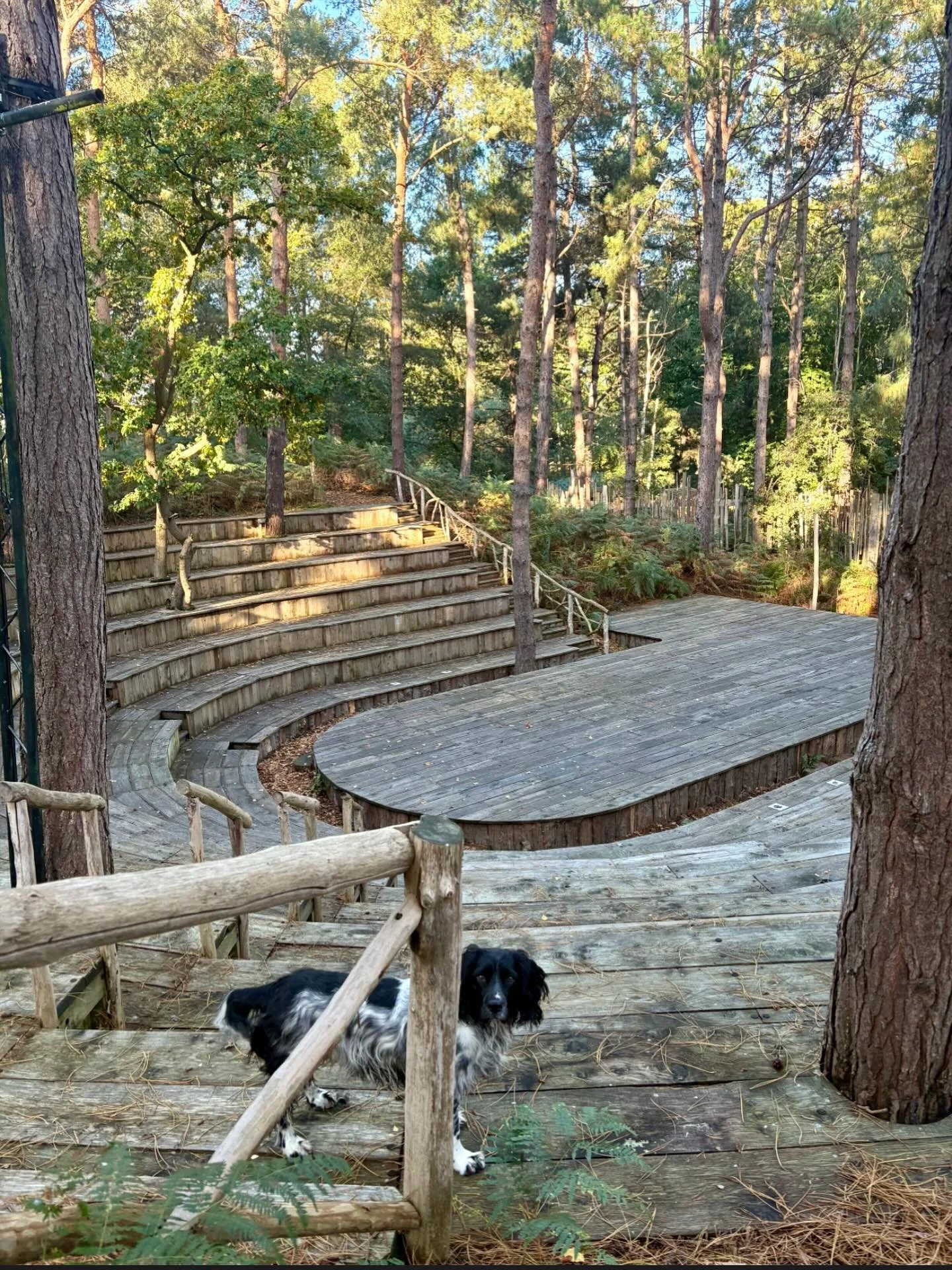 The woods look just as gorgeous in the Autumn!
We’ve been pretty quiet on here lately, but we’ve been working hard behind the scenes and the first shows of the 2026 season at Thorington Theatre are about to be loaded onto our website.
C
