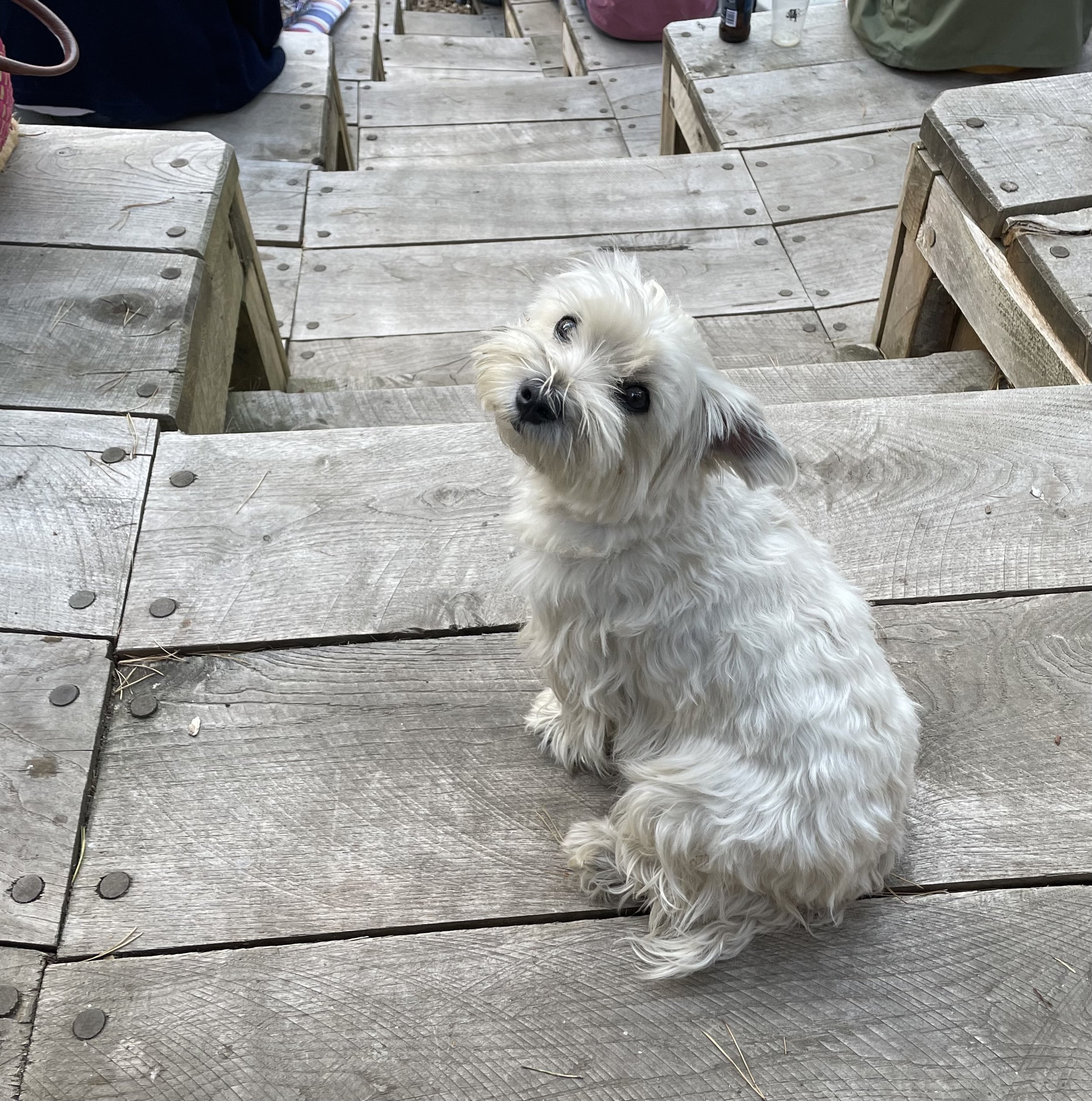 Ding, the theatre dog