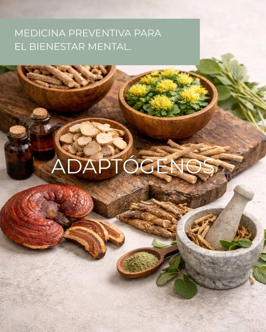 Los adapt&oacute;genos son plantas milenarias que traen grandes beneficios anti estr&eacute;s. No estimulan ni sedan, ayudan a adaptarse mejor al estr&eacute;s regulando el sistema nervioso y el eje Hipot&aacute;lamo-hip&oacute;fisi-adrenal (HHA). Lo