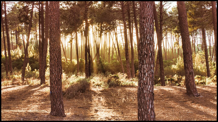 Korsika – koneu-11
