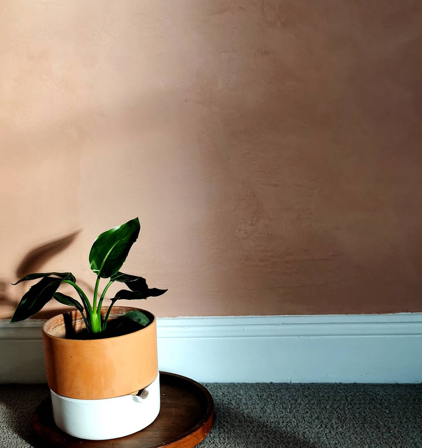 What a beautiful day! The light in this room on a sunny day is so soft when it hits the the walls .

Calce cruda supplied by @stuccosupplyco and applied by @vale_venetian