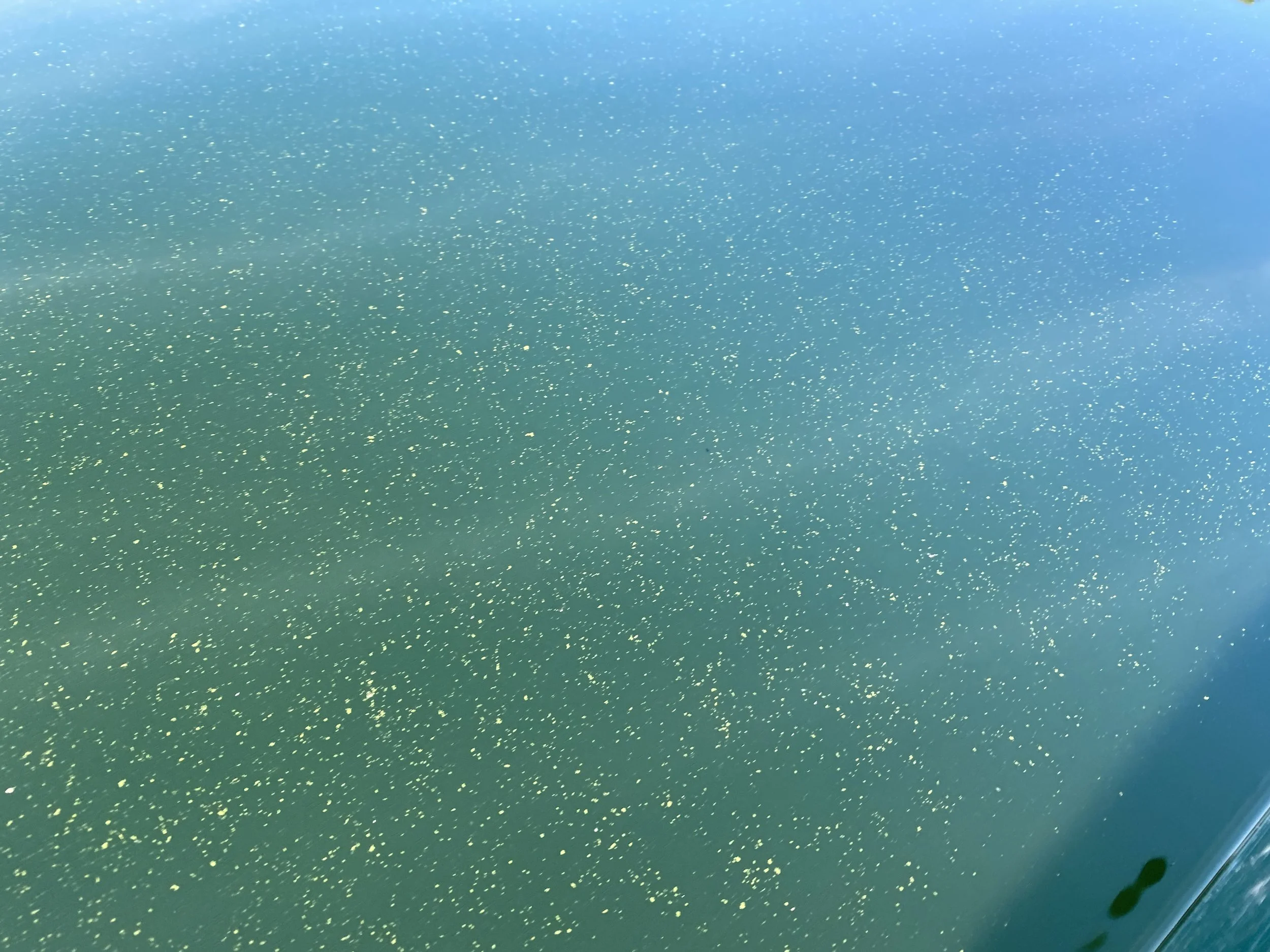 Harmful Algal Blooms — Adirondack Watershed Institute