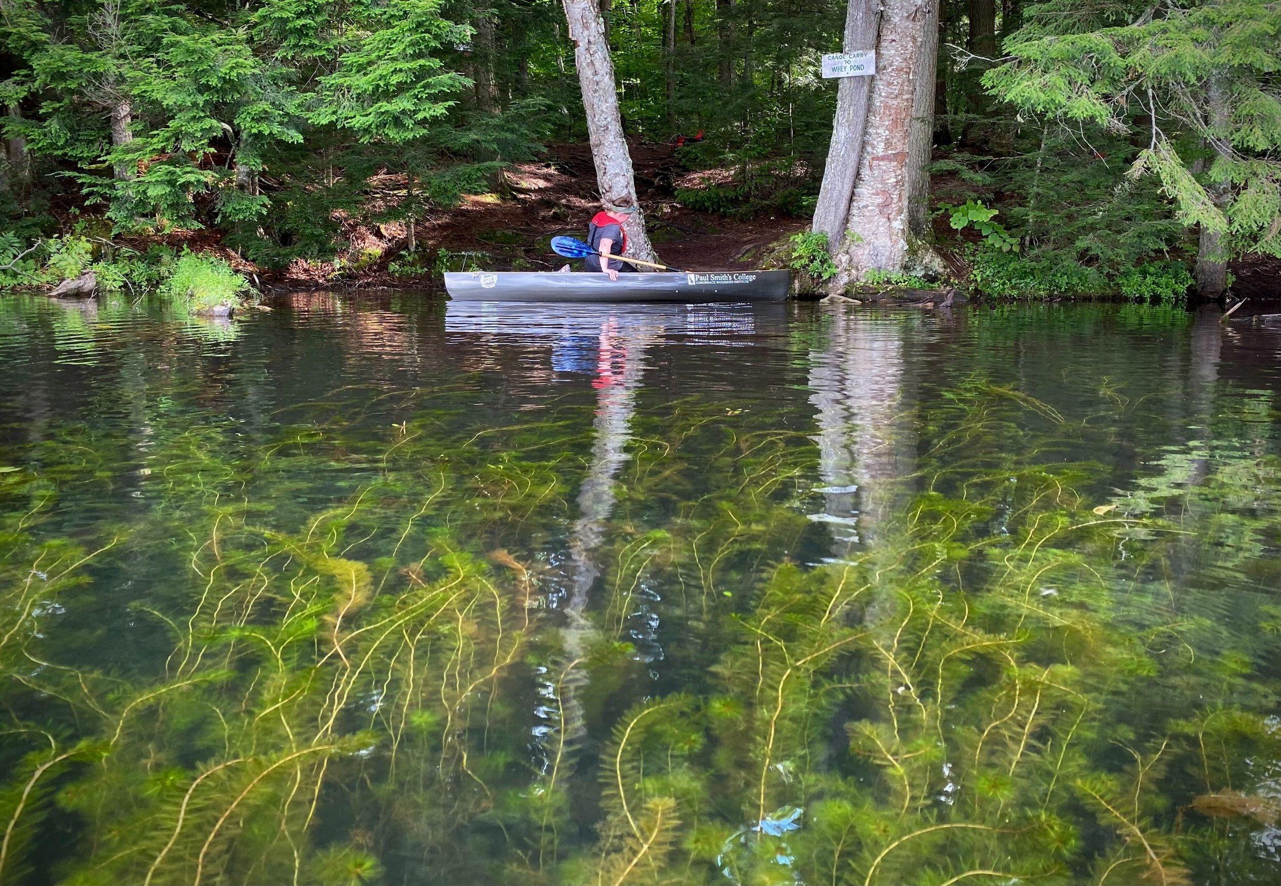 Building an Invasive Species: What makes them invasive?