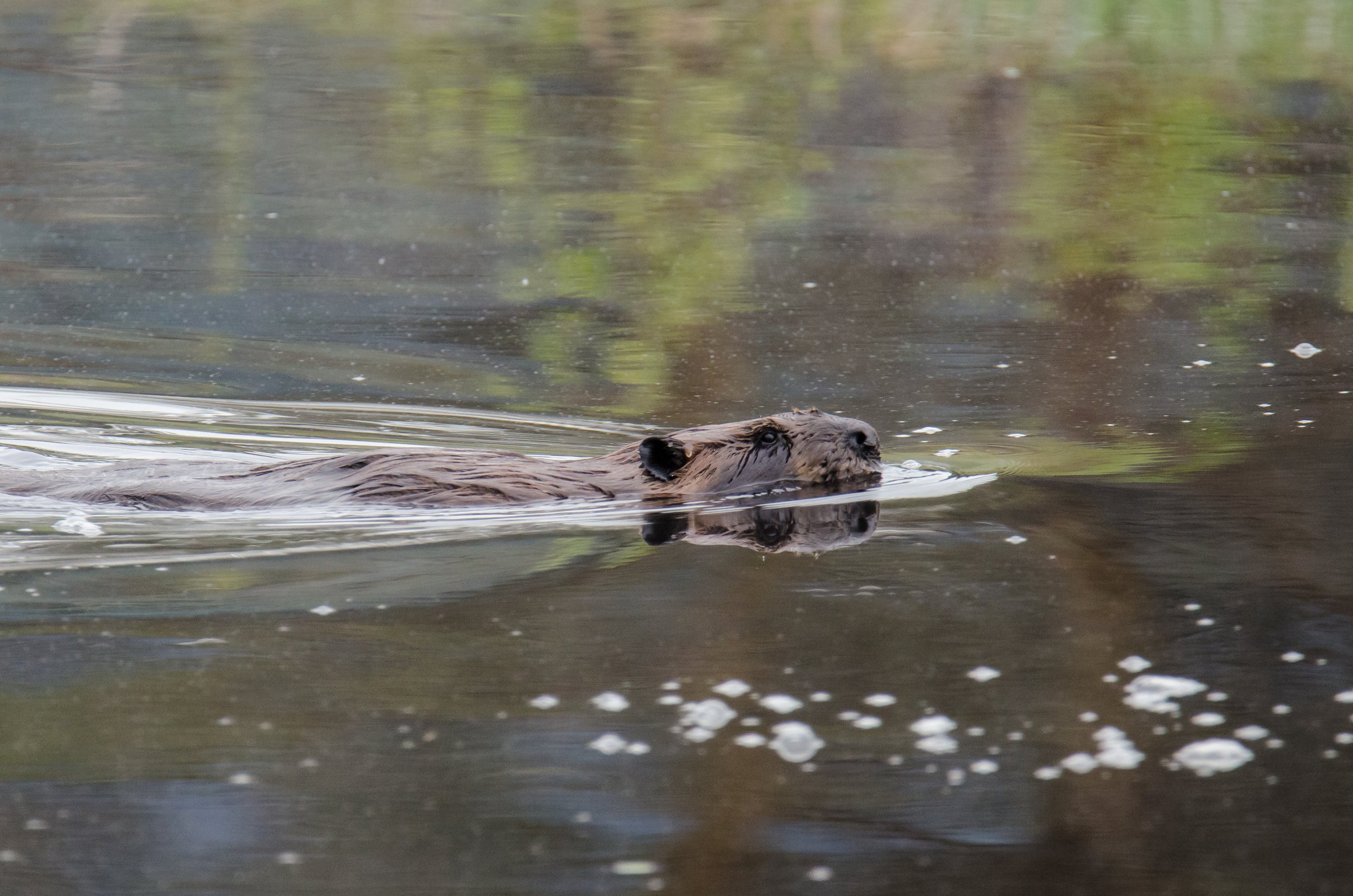 Beavers and Brook Trout