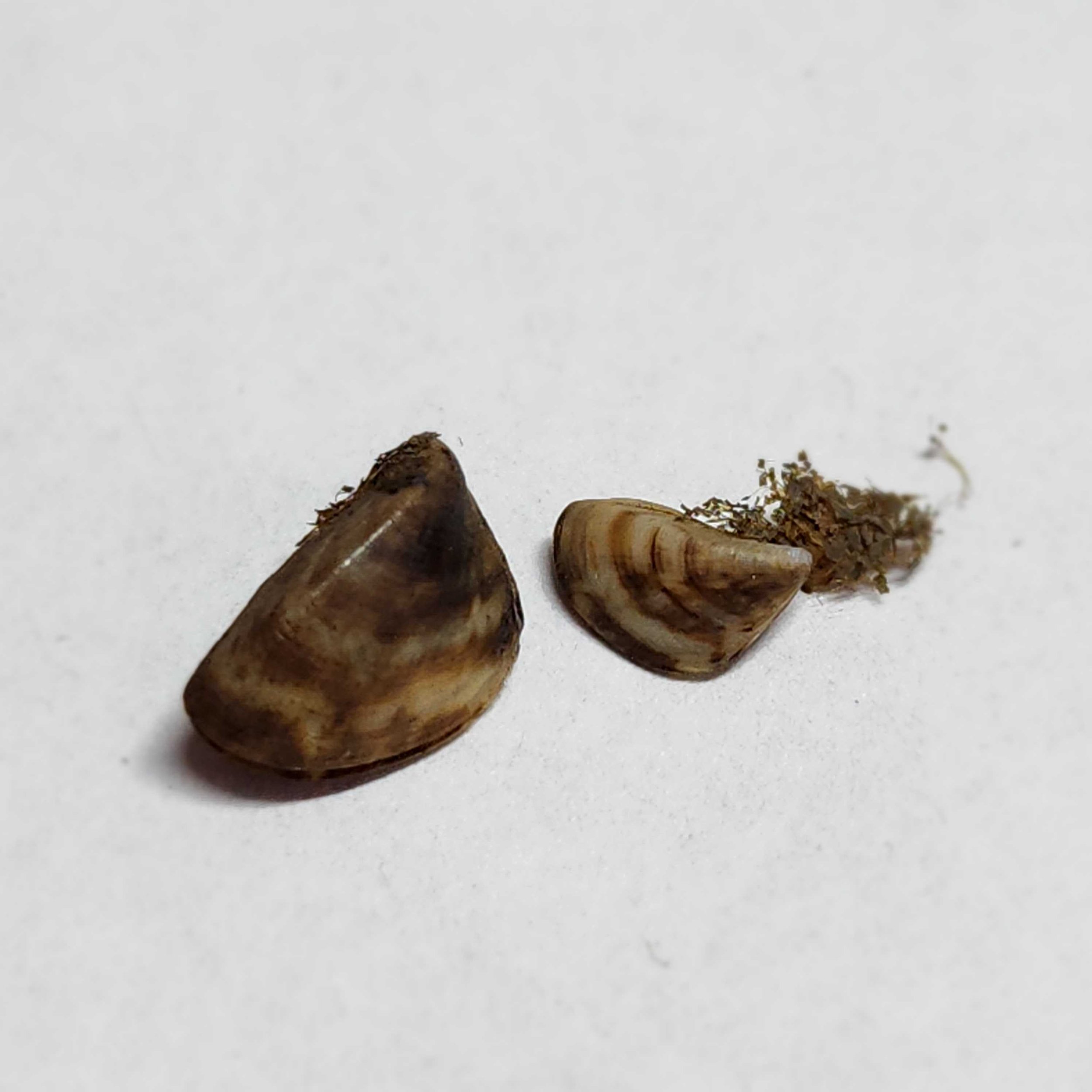 Zebra mussels: filter feeding foes