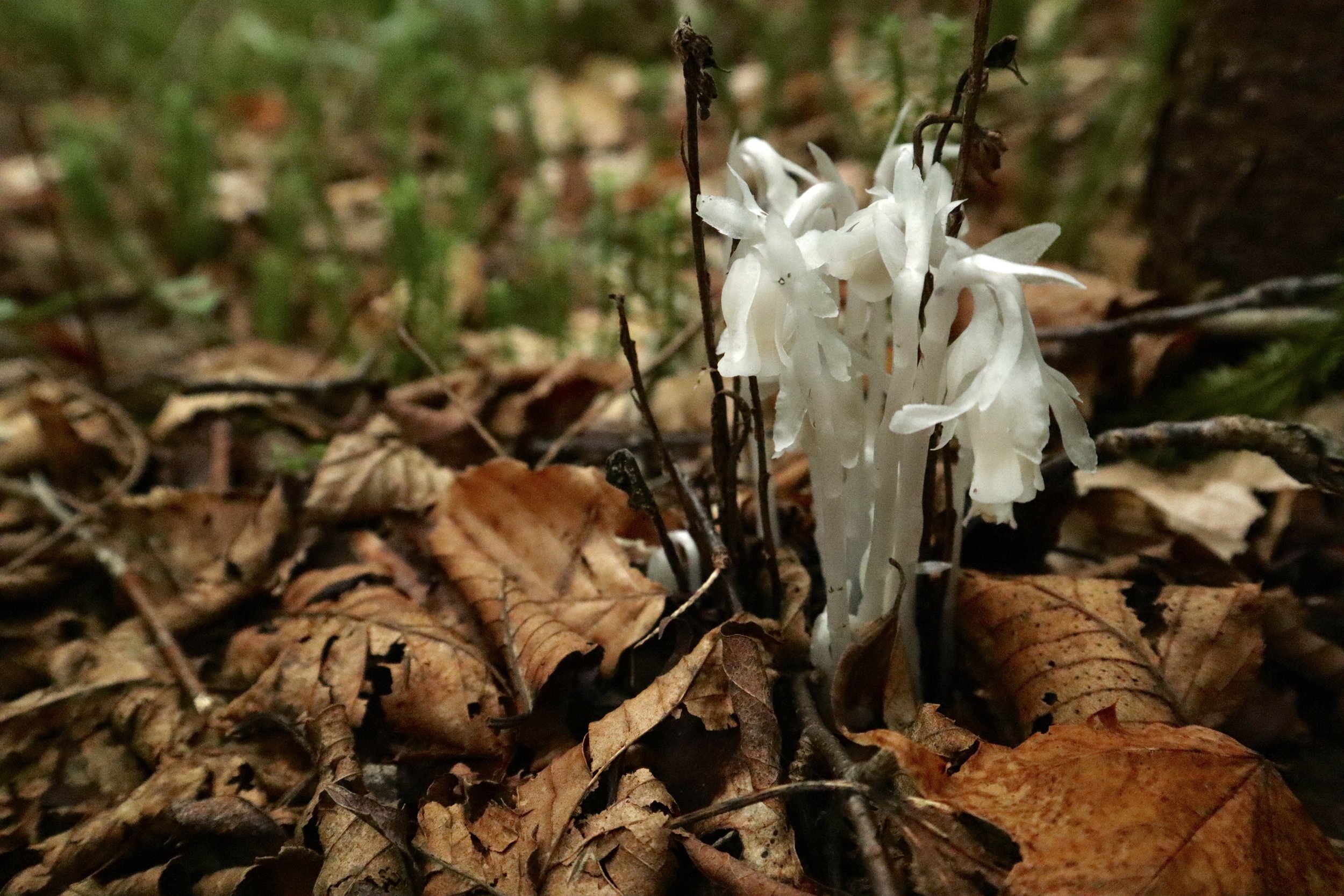 What are those wildflowers?