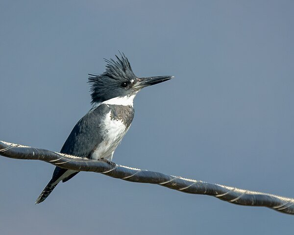 Male Belted Kingfisher by Channel City Camera Club from Santa Barbara, US, CC BY 2.0, via Wikimedia Commons