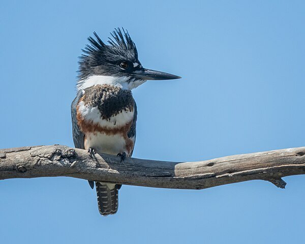 Female Belted Kingfisher by Channel City Camera Club from Santa Barbara, US, CC BY 2.0, via Wikimedia Commons