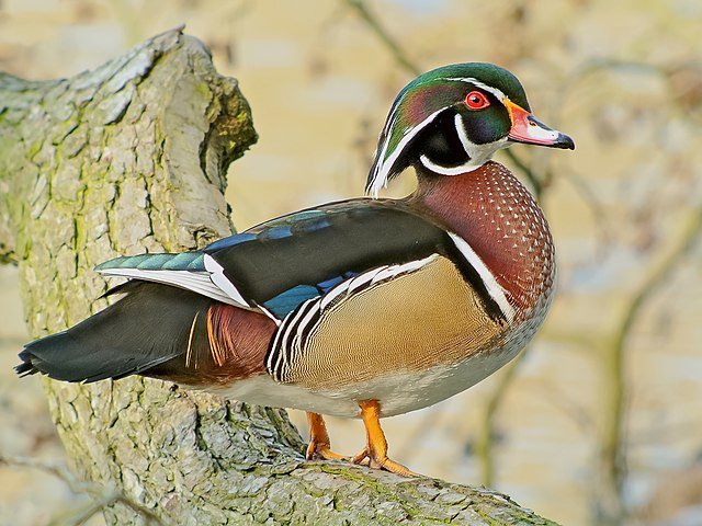 Wood Duck by Frank Vassen, CC BY 2.0, via Wikimedia Commons