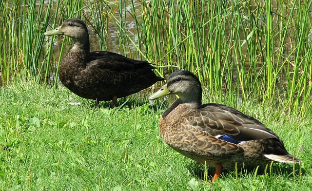 American Black Ducks by Jean-Philippe Boulet, CC BY 3.0, via Wikimedia Commons