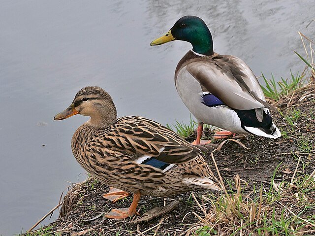 Mallards by Rolf Dietrich Brecher from Germany, CC BY 2.0, via Wikimedia Commons