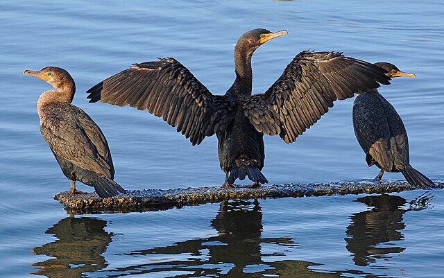 Double-crested Cormorants by Judy Gallagher, CC BY 2.0, via Wikimedia Commons