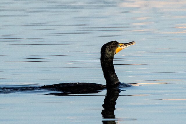 Double-crested Cormorant Swimming by Ron Knight from Seaford, East Sussex, United Kingdom, CC BY 2.0, via Wikimedia Commons