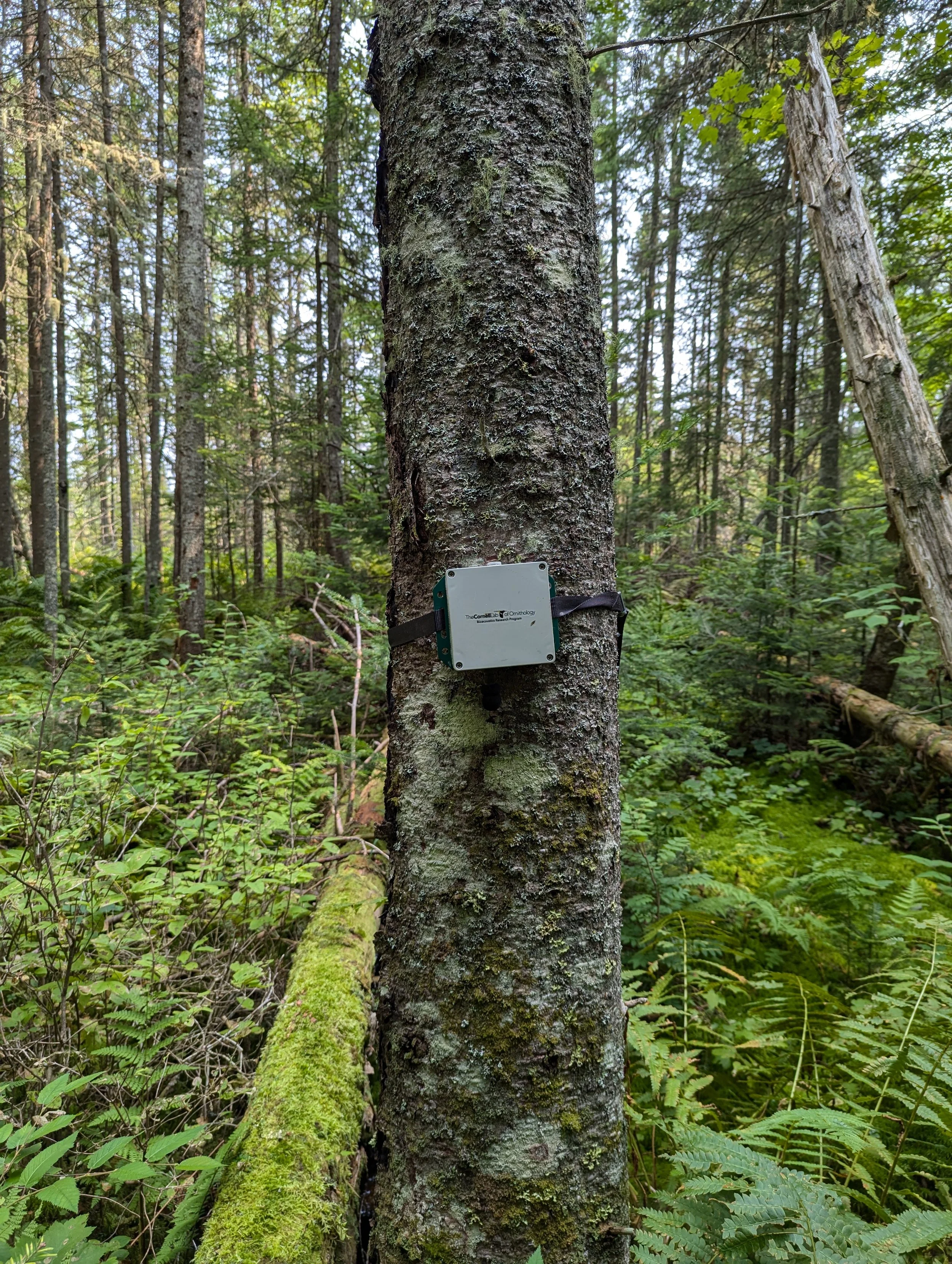 Afforestation and the Potential for Increased Habitat Quality for Mammalian Nest Predators in an Adirondack Peatland