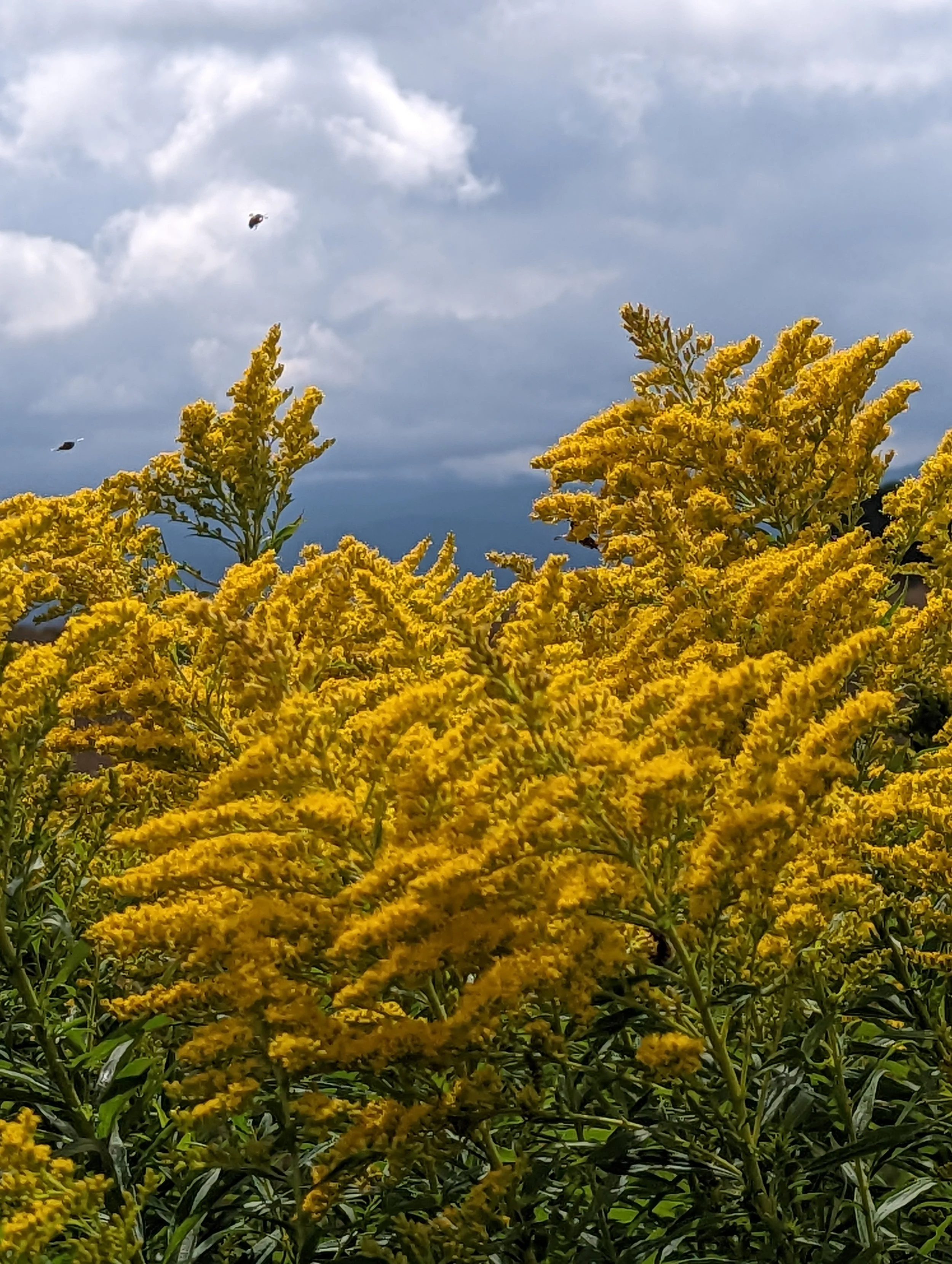 Uihlein Farm: Grassland Bird Conservation and Management Recommendations 2025