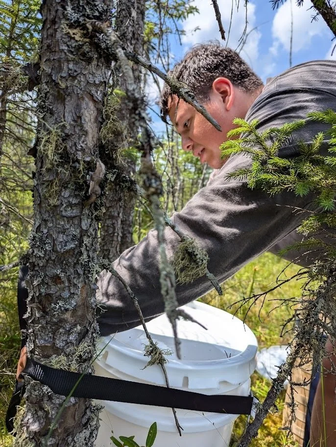 Afforestation and the Potential for Increased Habitat Quality for Mammalian Nest Predators in an Adirondack Peatland