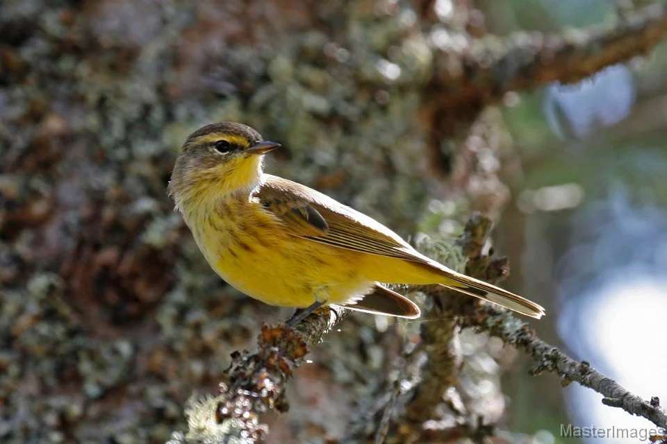 Adirondack Boreal Birding Festival: Keynote Speaker Michale Glennon