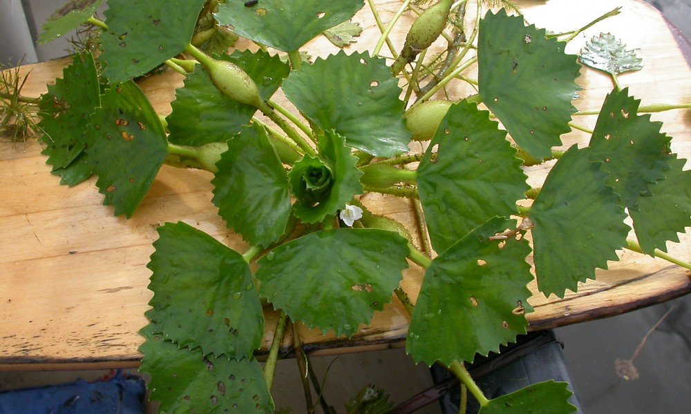 Where do water chestnuts come from?