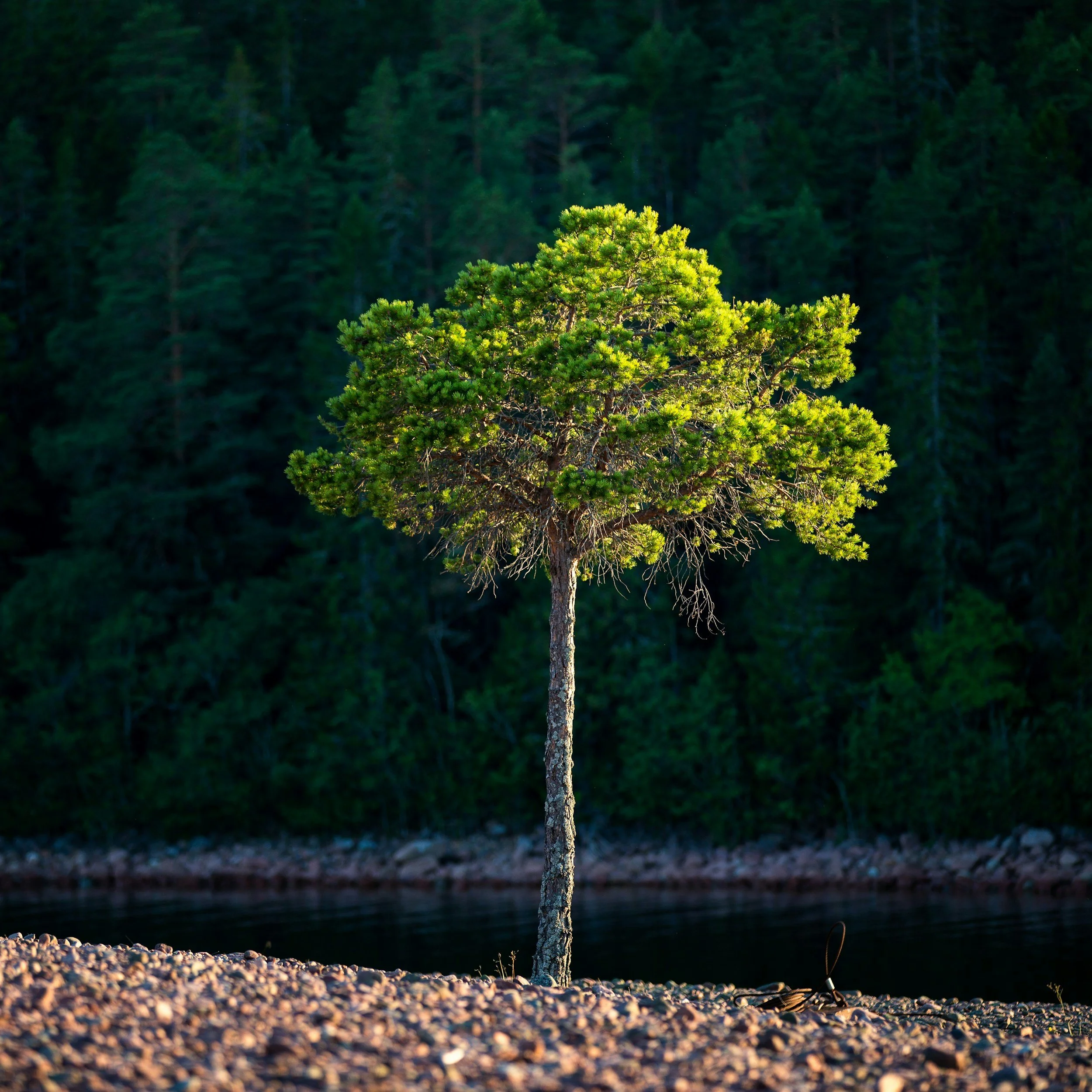 Small tree
